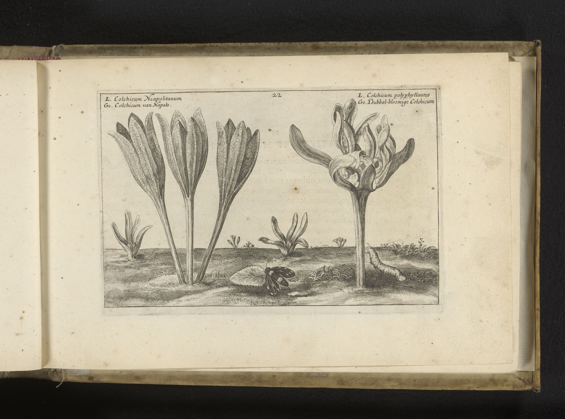 Twee herfstbloeiende soorten Colchicum by Crispijn van de (II) Passe