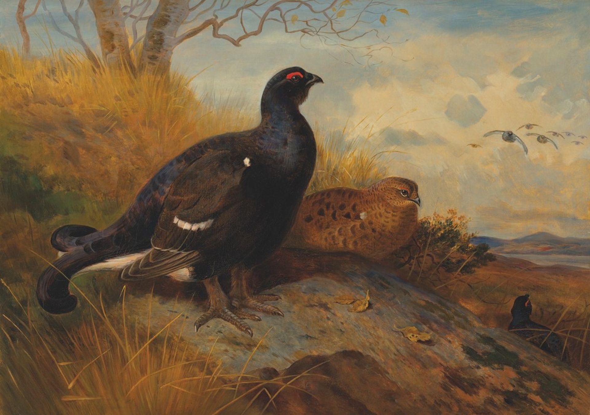 Blackgame on a rocky outcrop, with a loch beyond by Archibald Thorburn