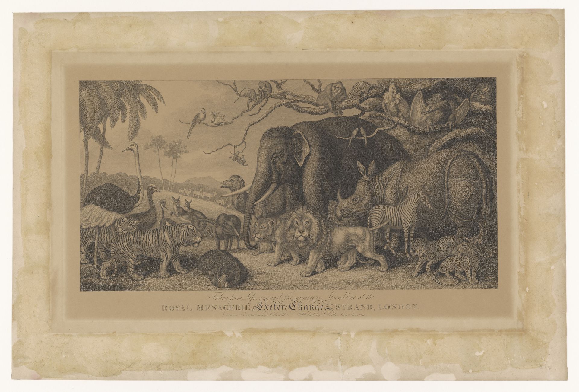 Exotische dieren uit de Koninklijke menagerie aan de Strand, Londen by Samuel Howitt