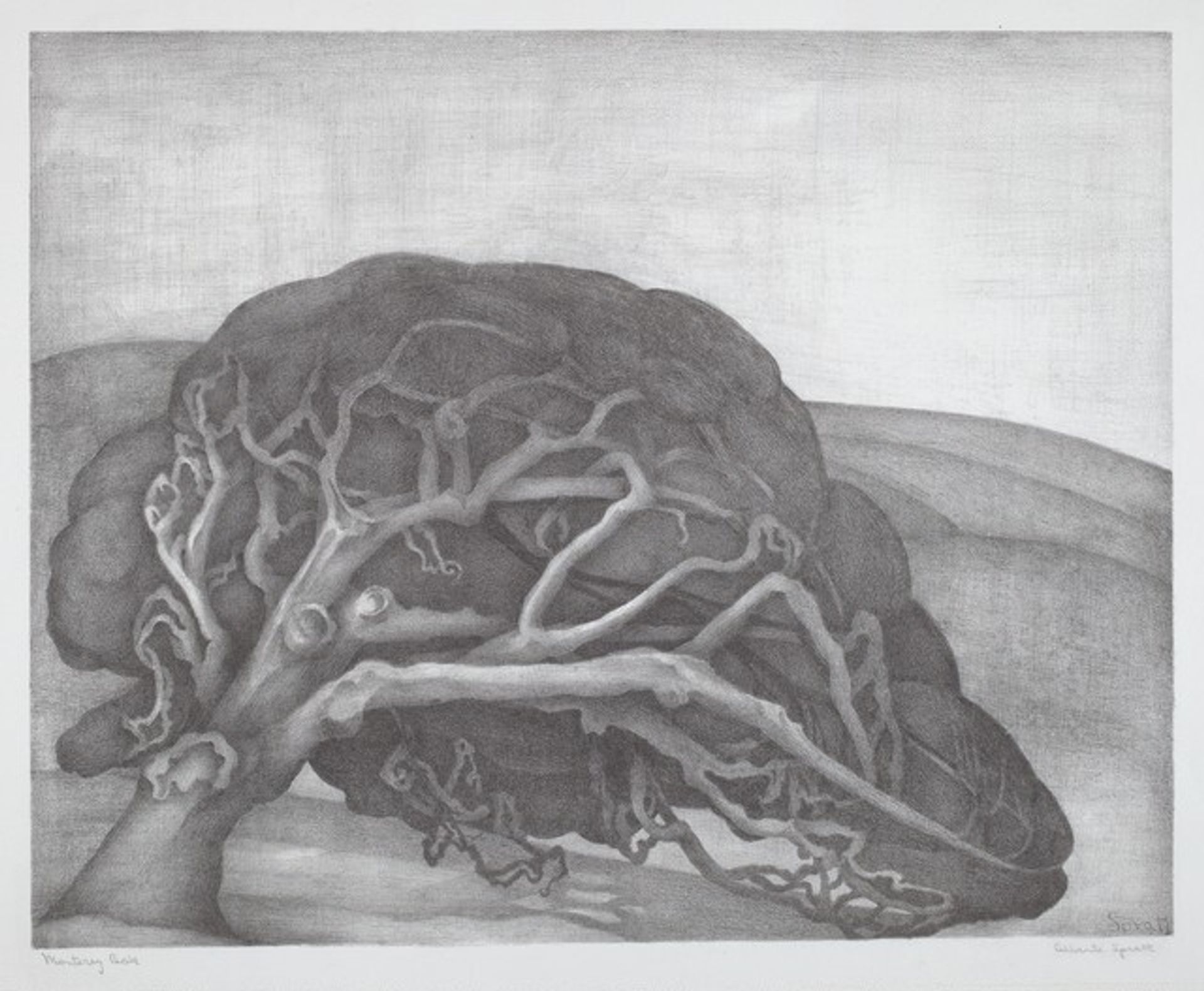 Monterey Oak by Alberte Spratt