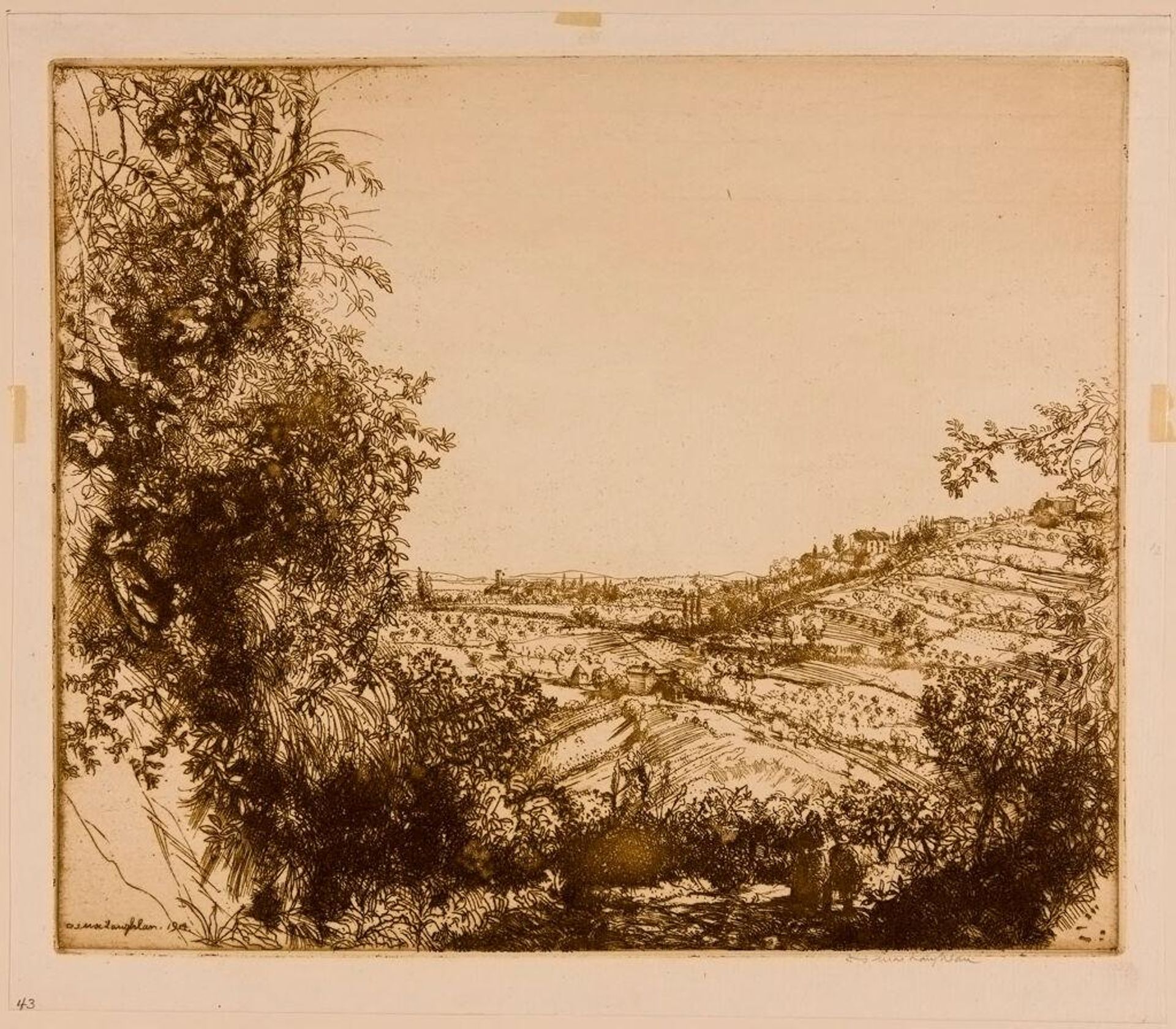 Olive groves by Donald Shaw MacLaughlan