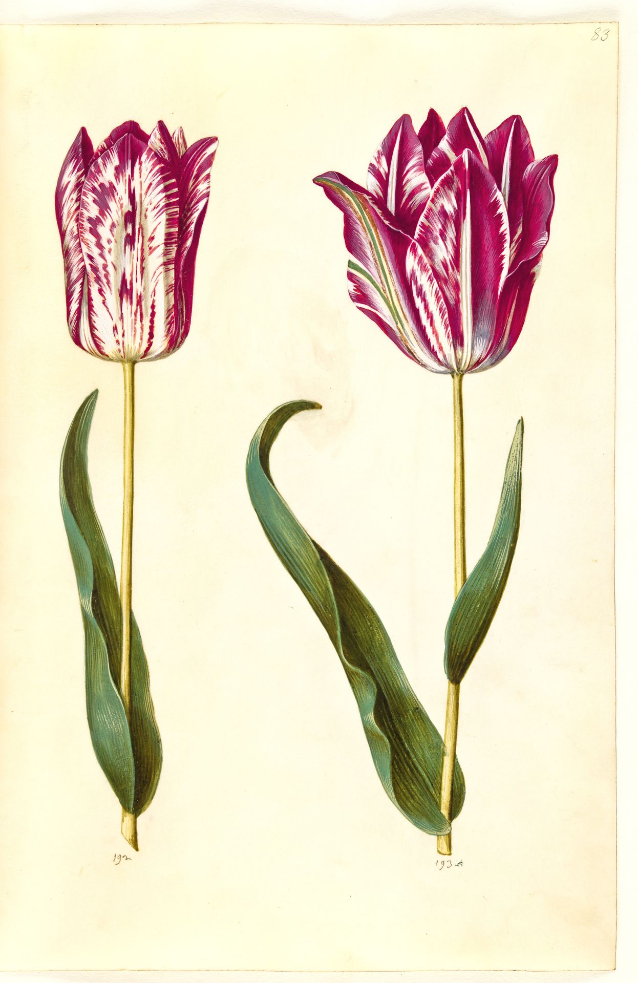 Tulipa gesneriana (have-tulipan) by Hans Simon Holtzbecker