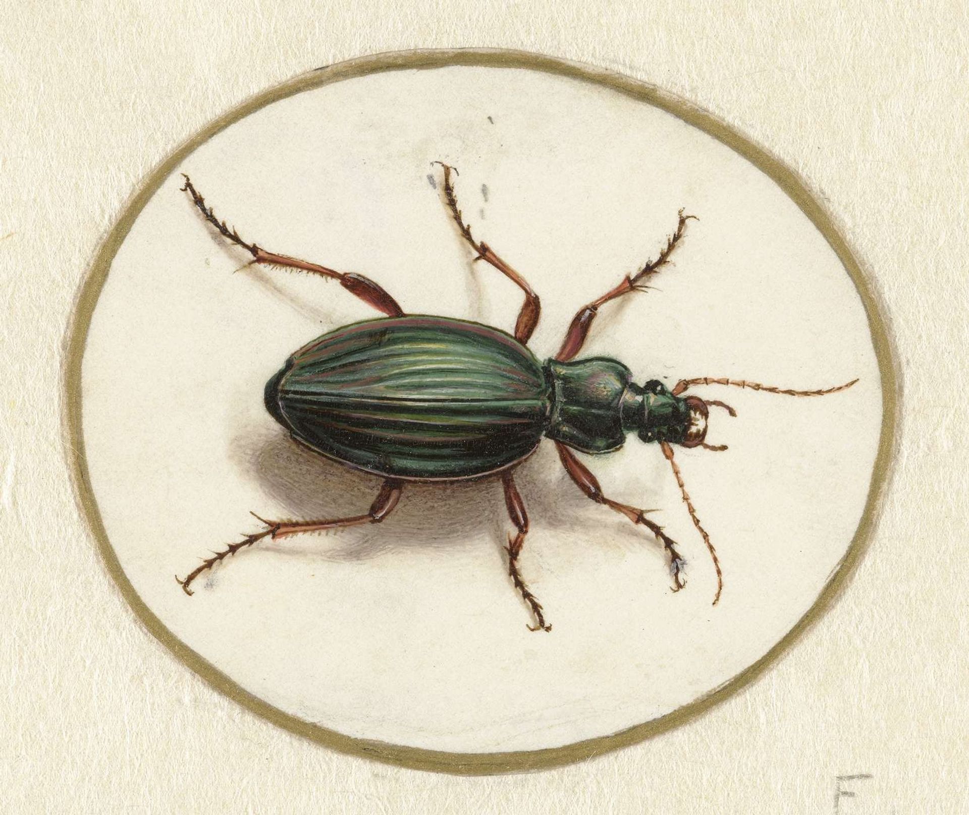 Beetle by Jan Augustin van der Goes