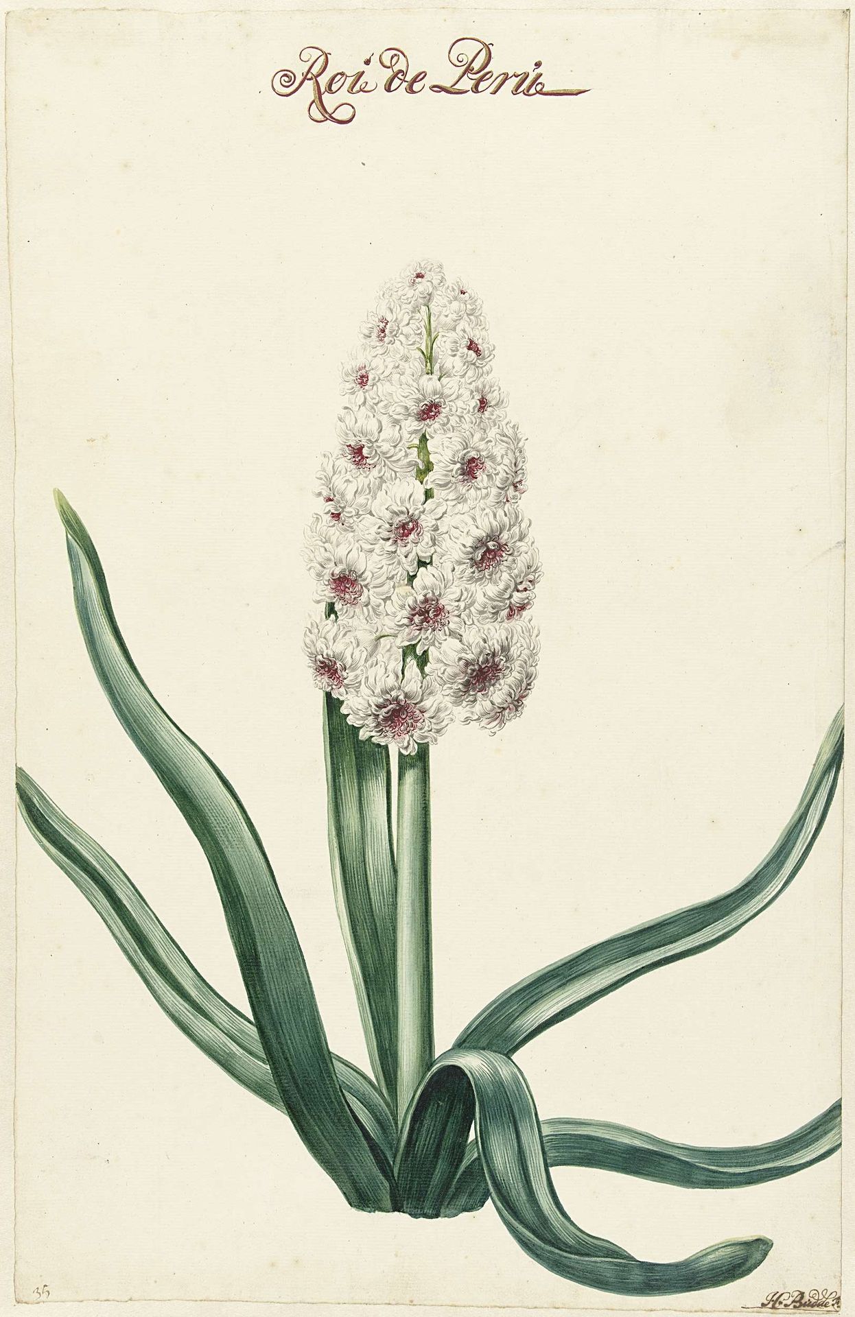 Witte hyacint by Hendrik Budde