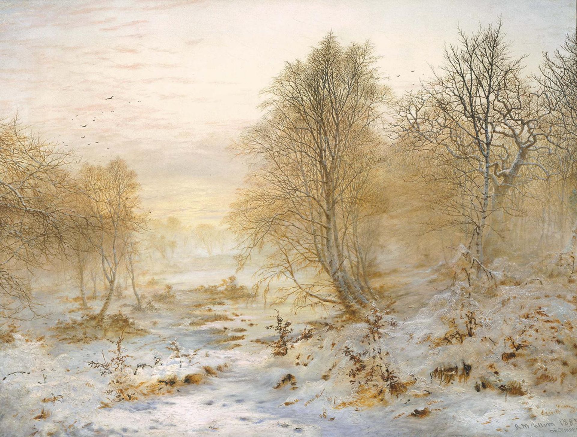 Silvery Moments, Burnham Beeches by  Andrew Maccallum