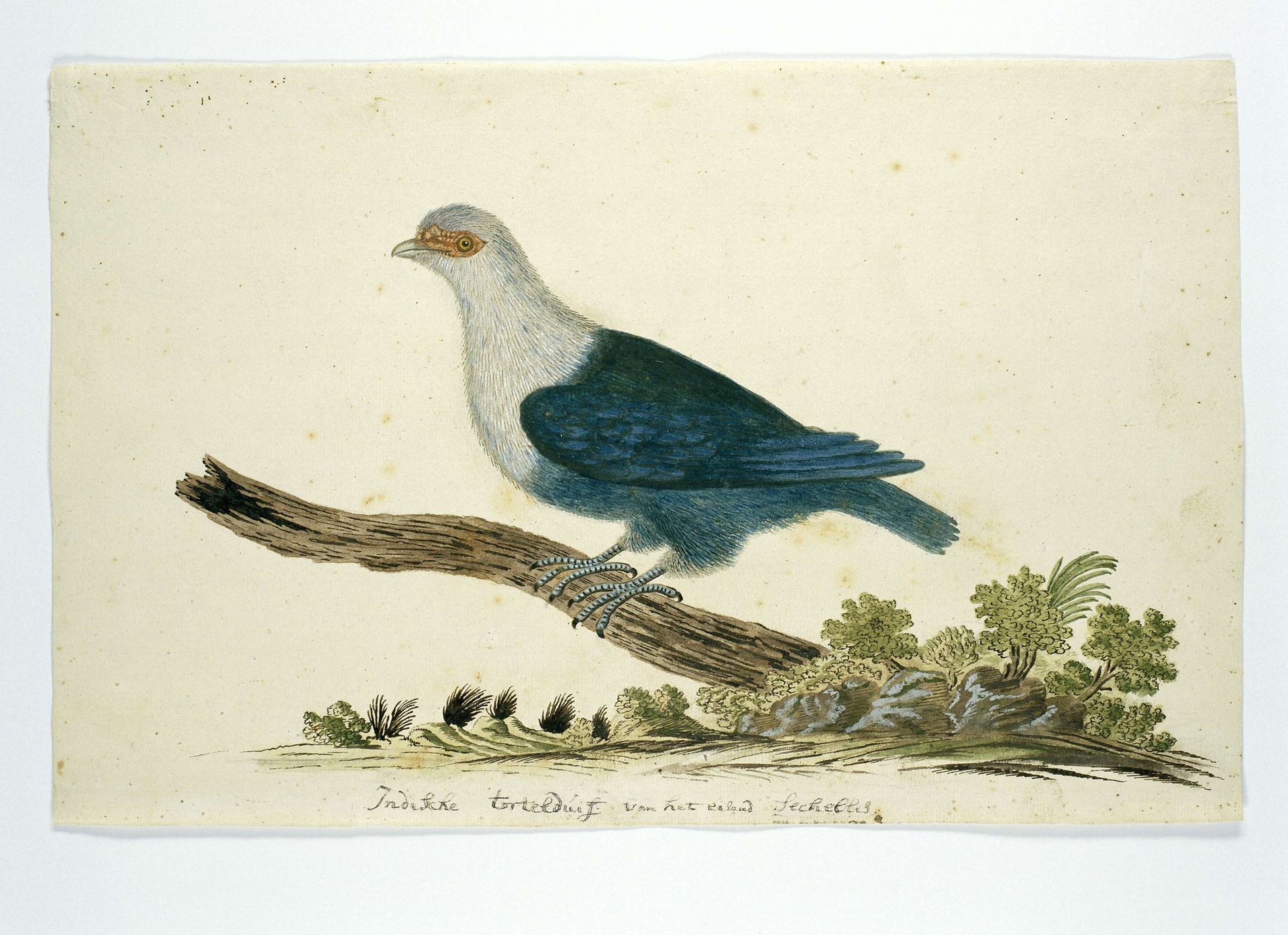 Indian turtle dove from the Seychelles by John Webber