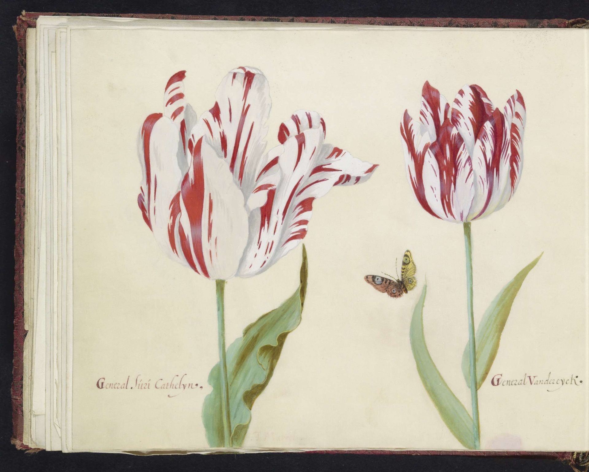 Twee tulpen met vlinder by Jacob Marrel