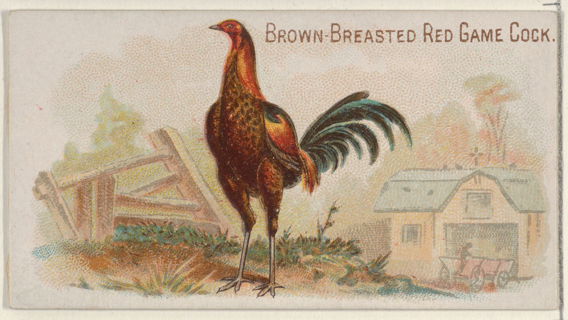 Brown-Breasted Red Game Cock, from the Prize and Game Chickens series (N20) for Allen & Ginter Cigarettes by Allen & Ginter