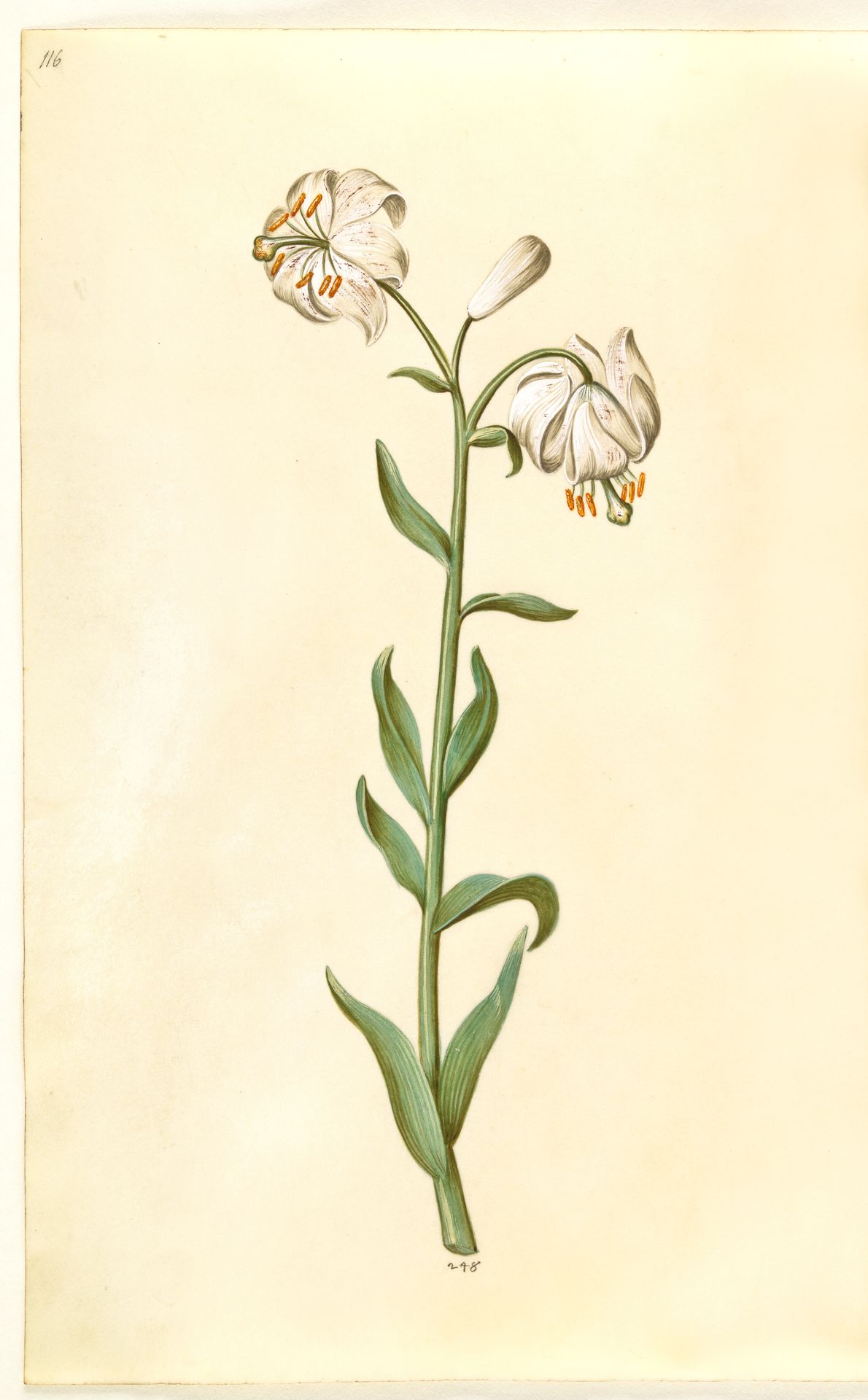 Lilium martagon (krans-lilje) by Hans Simon Holtzbecker