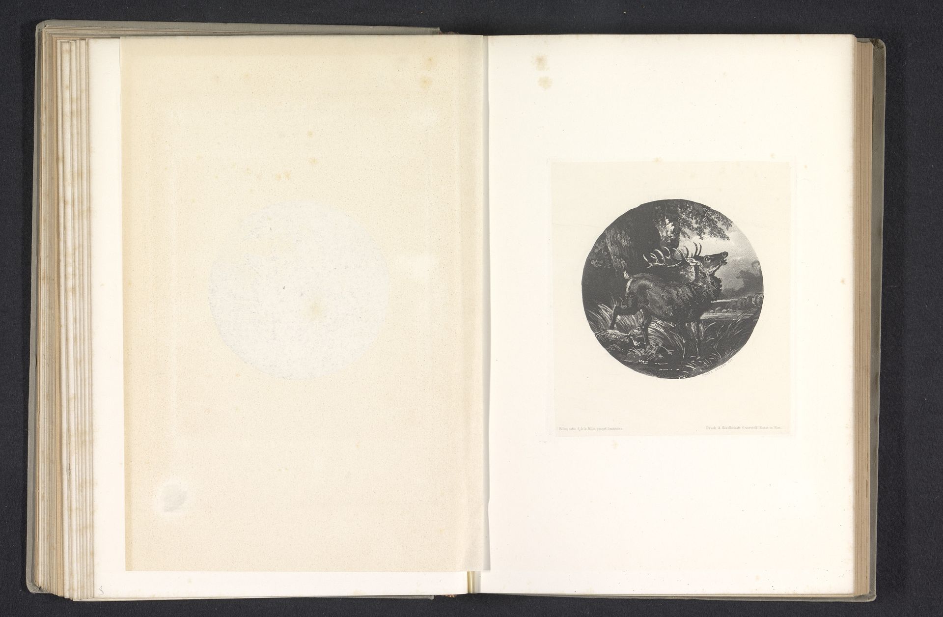 Fotoreproductie van een prent, voorstellende een hert in een boslandschap by Anonymous