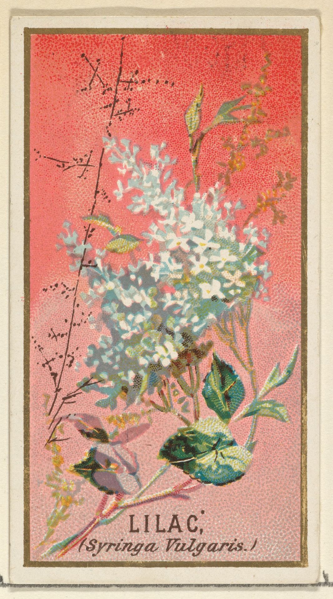 Lilac (Syringa Vulgaris), from the Flowers series for Old Judge Cigarettes by Goodwin & Company