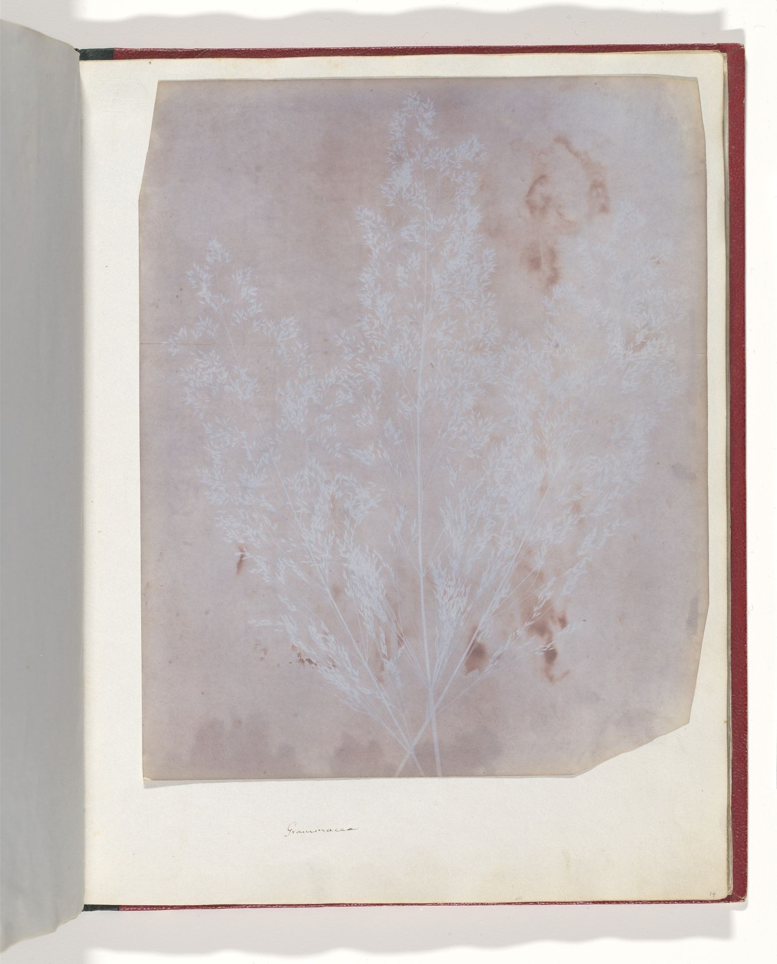 Graminacea by William Henry Fox Talbot