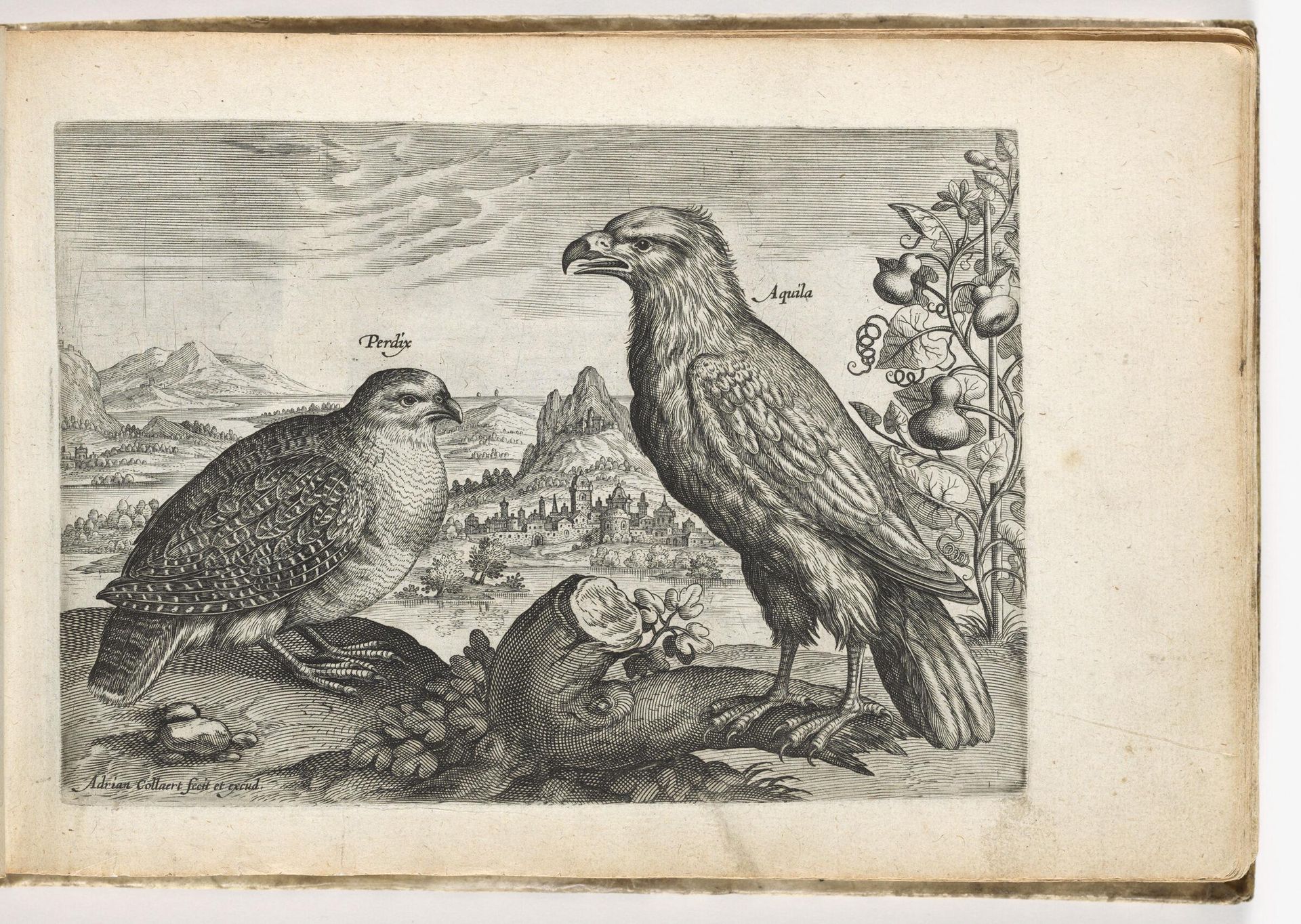 Partridge and Eagle by Adriaen Collaert