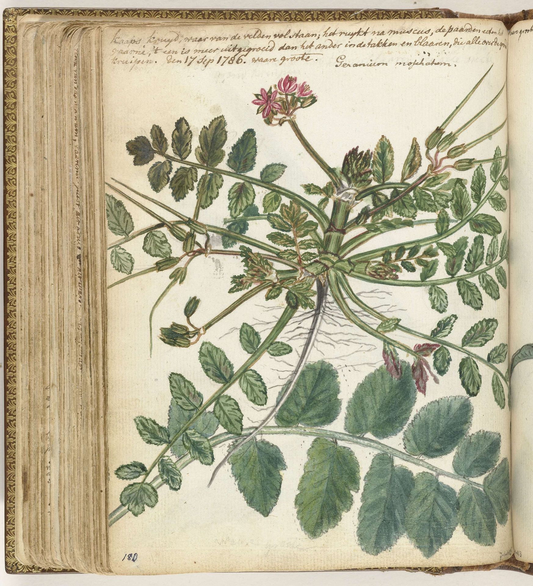 Kaaps weidekruid by Jan Brandes