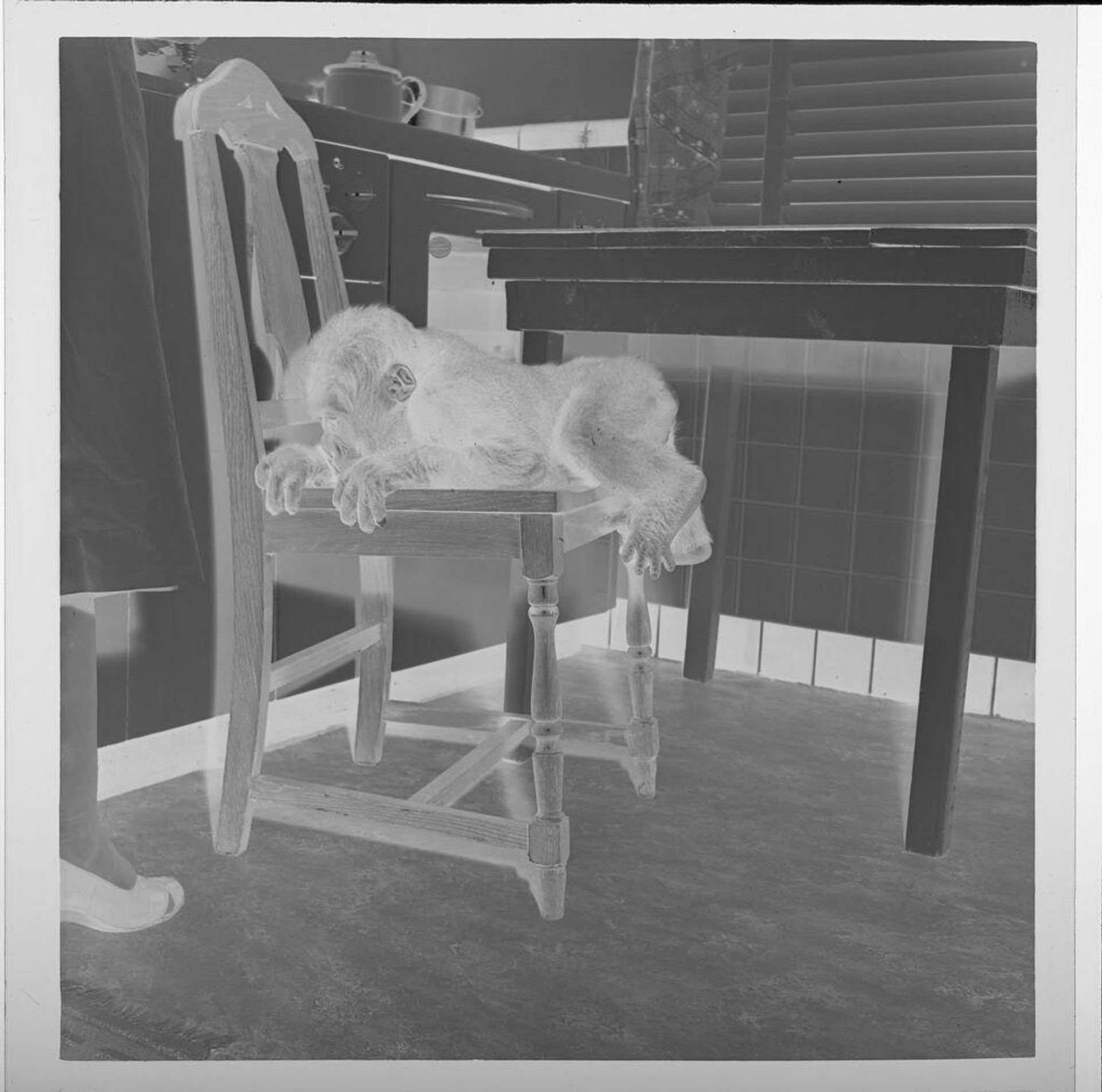 Untitled (baby gorilla climbing onto chair) by Jack Gould