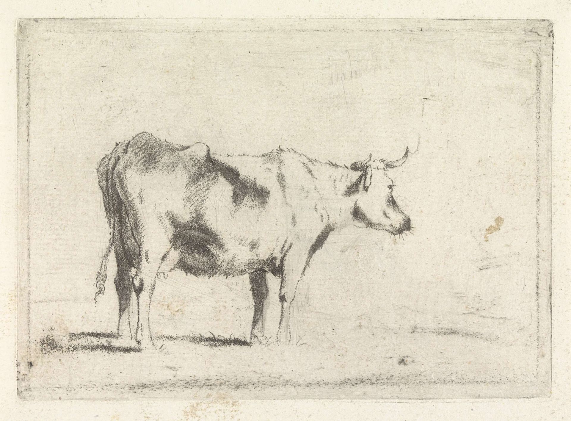 Koe, naar rechts by Johannes Janson