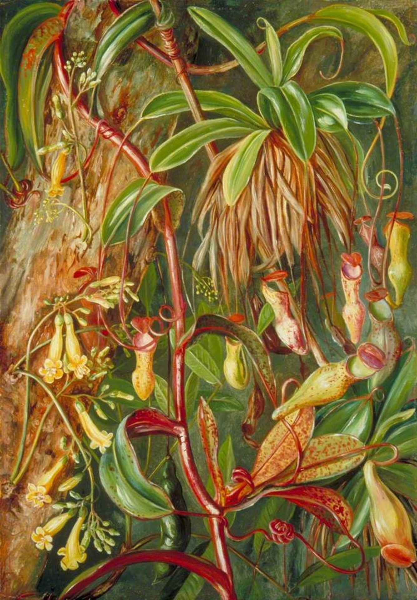 Seychelles Pitcher Plant and Bilimb Marron by Marianne North