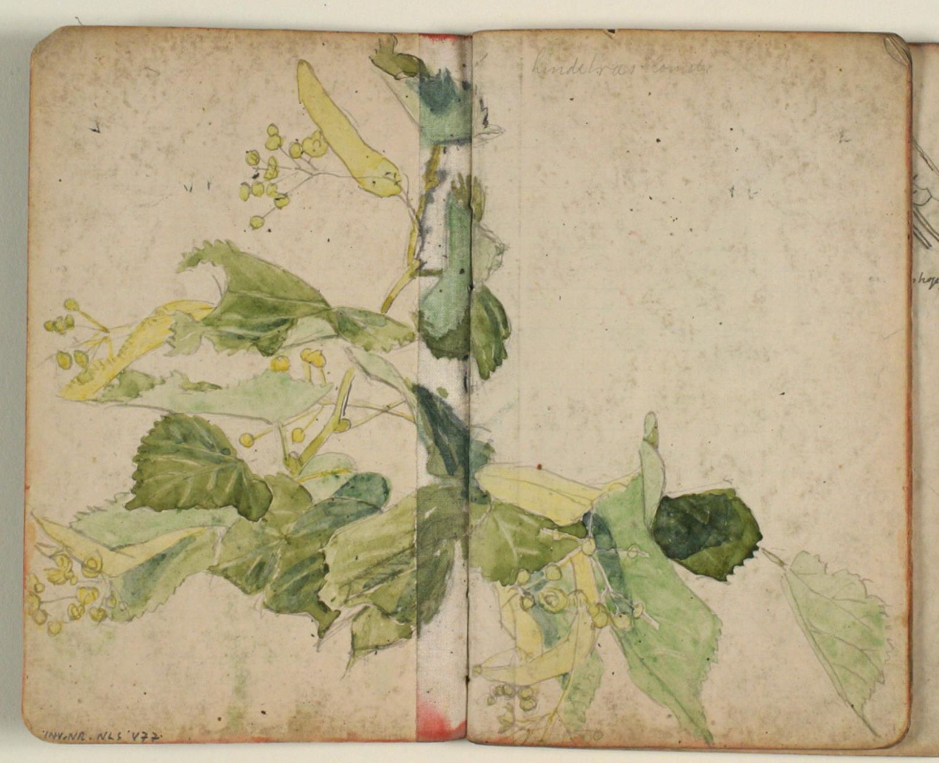 Studie af lindetræsblomster by Niels Larsen Stevns