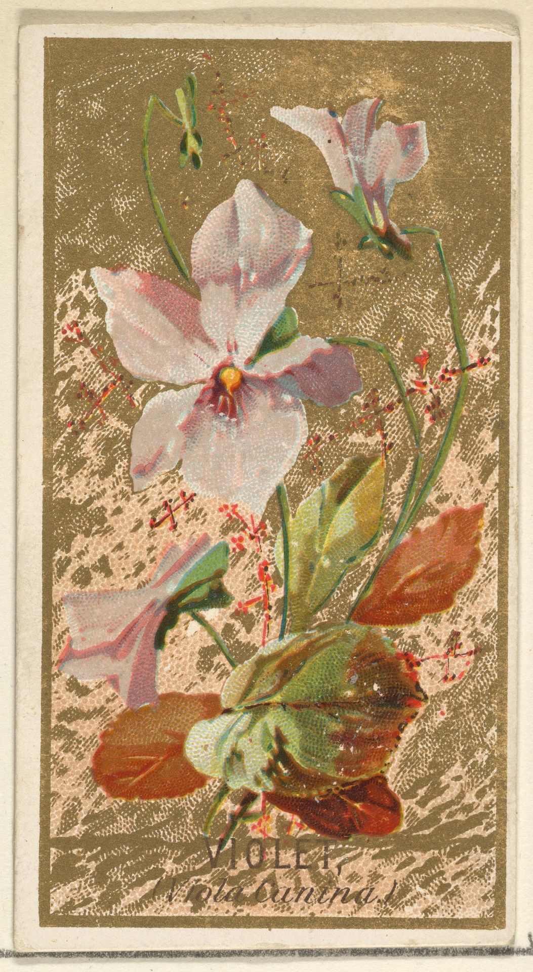 Violet (Viola Canina), from the Flowers series for Old Judge Cigarettes by Goodwin & Company