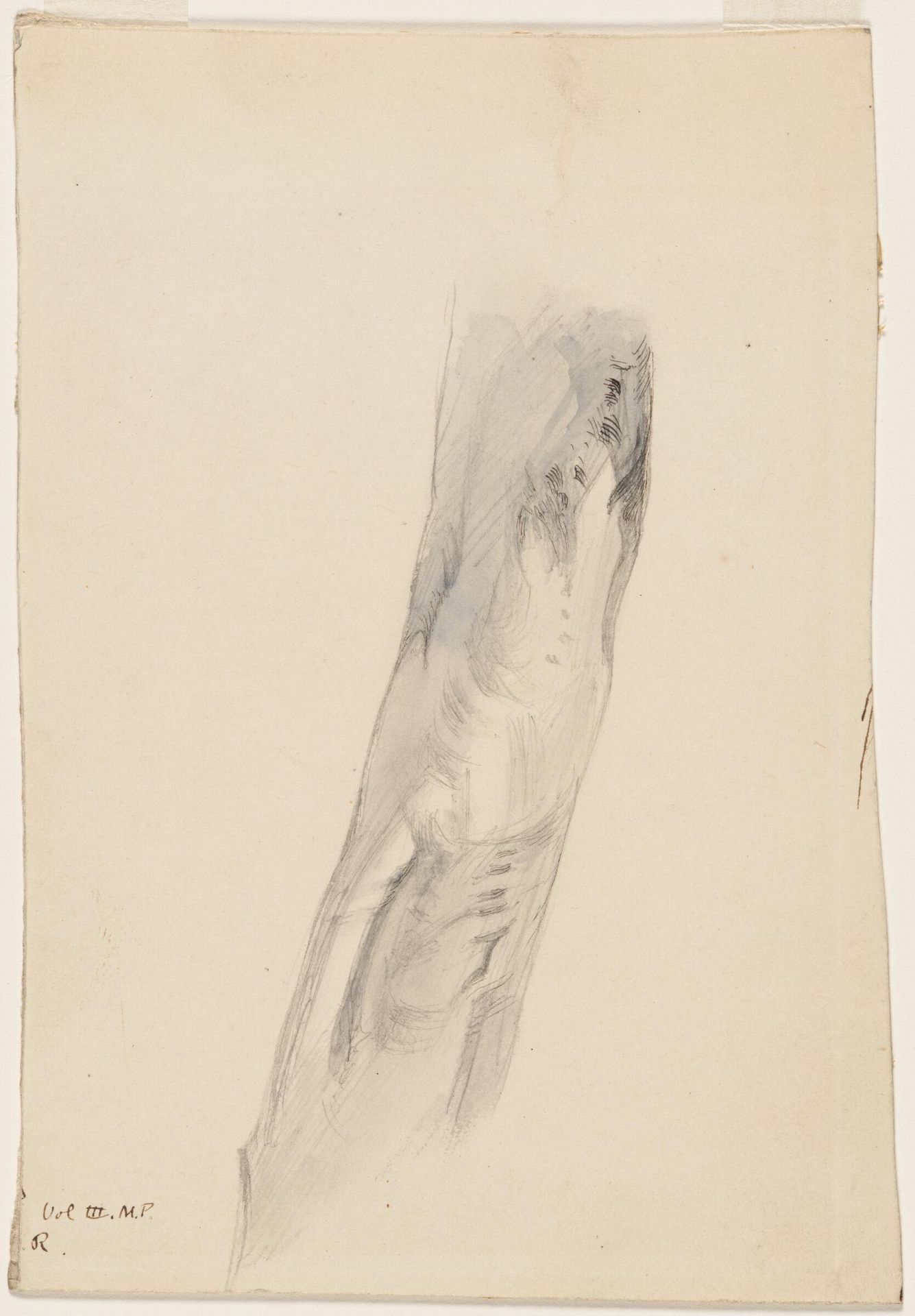 Trunk of a Tree by John Ruskin