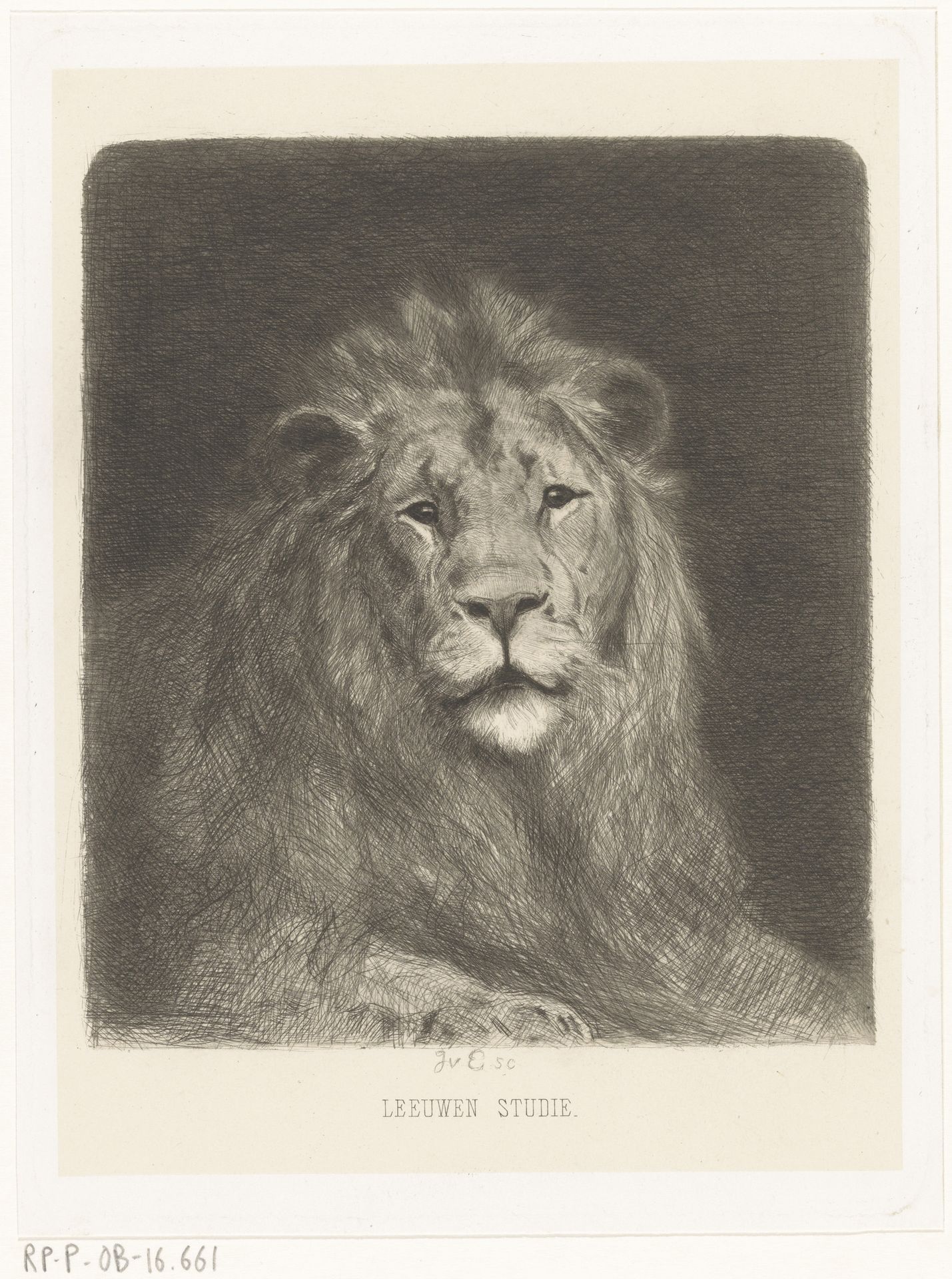 Hoofd van een leeuw by Jan van Essen