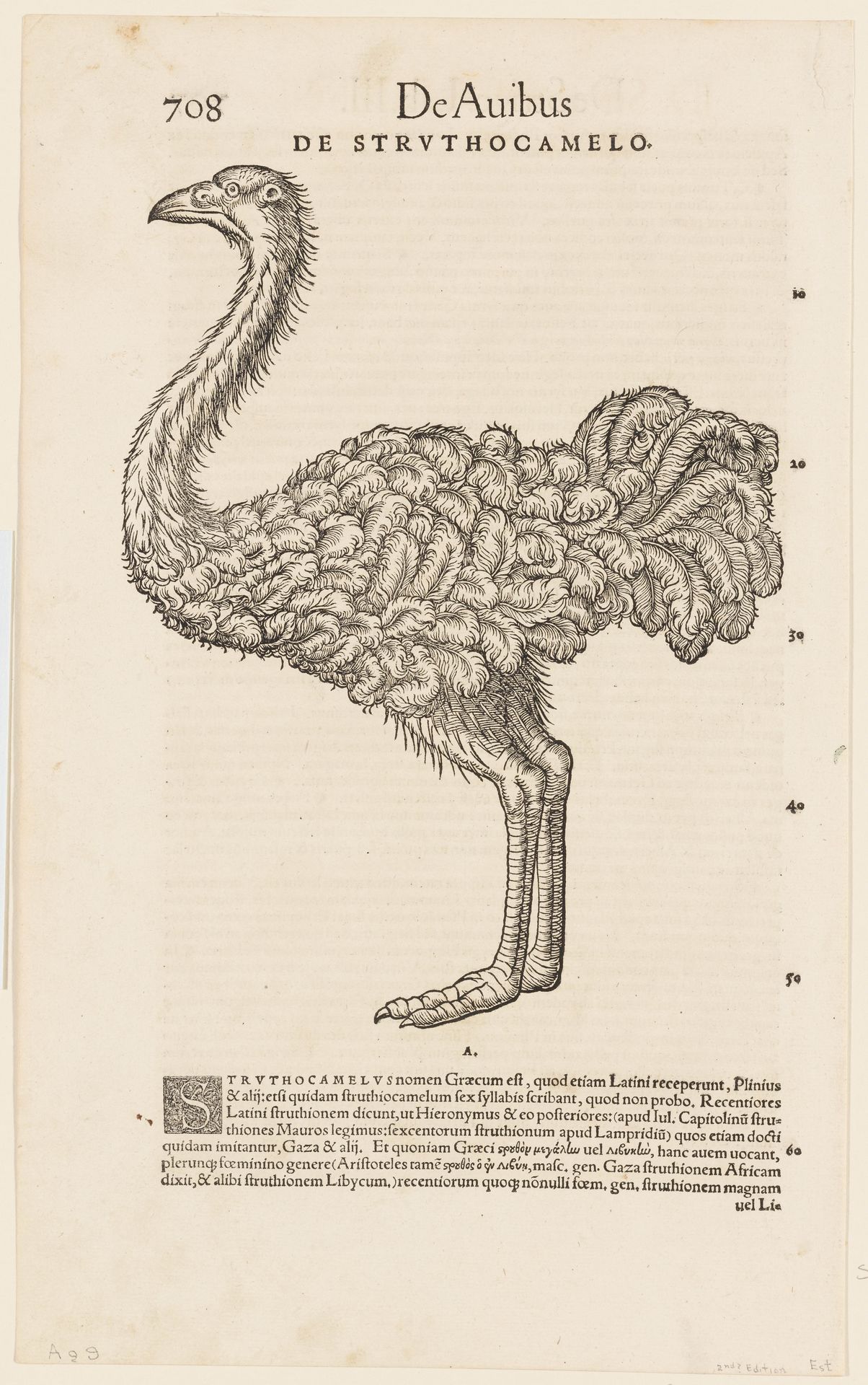 Ostrich. De Avibus by Conrad Gesner
