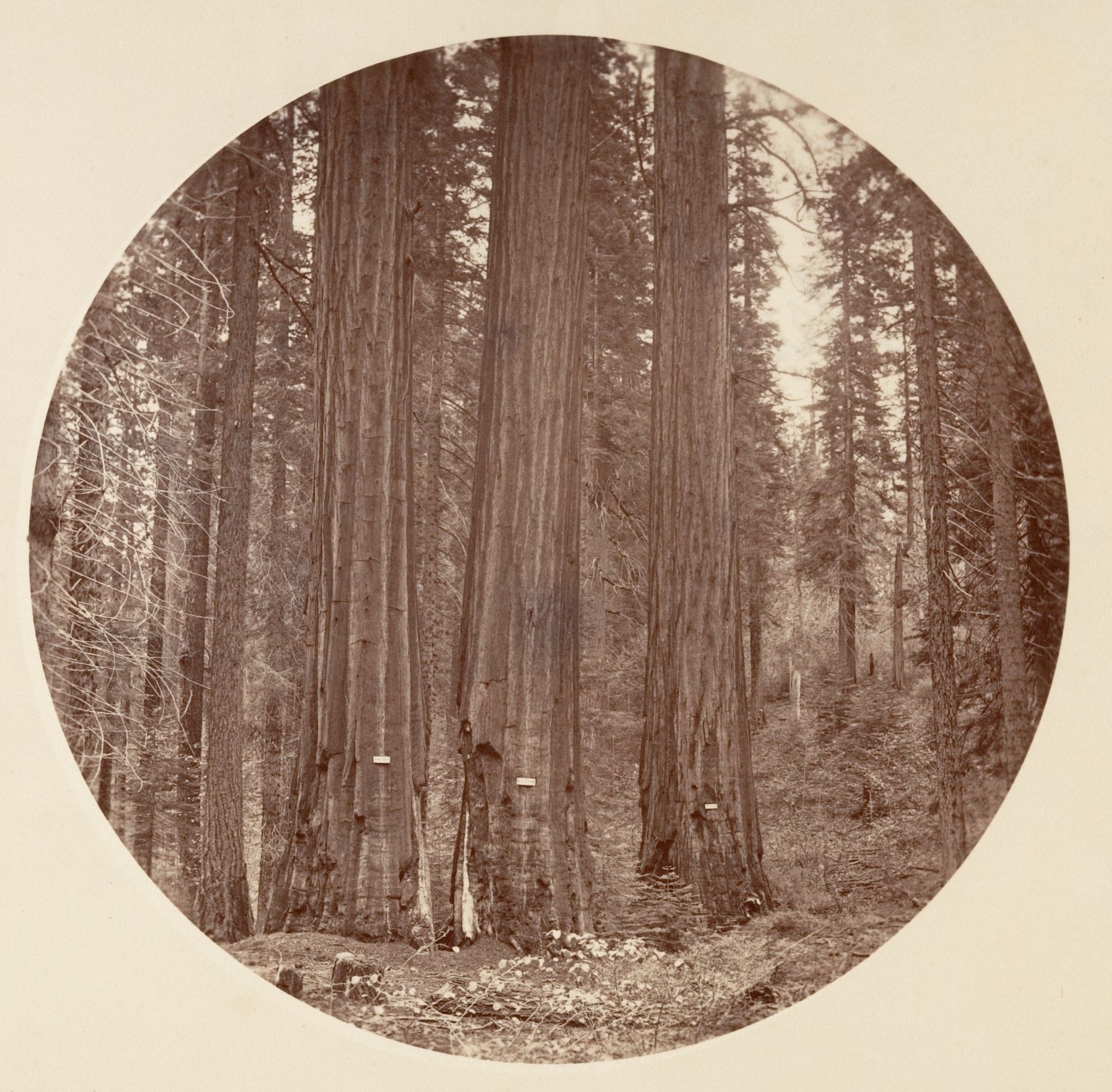 [Yosemite National Park, California] by Carleton E. Watkins