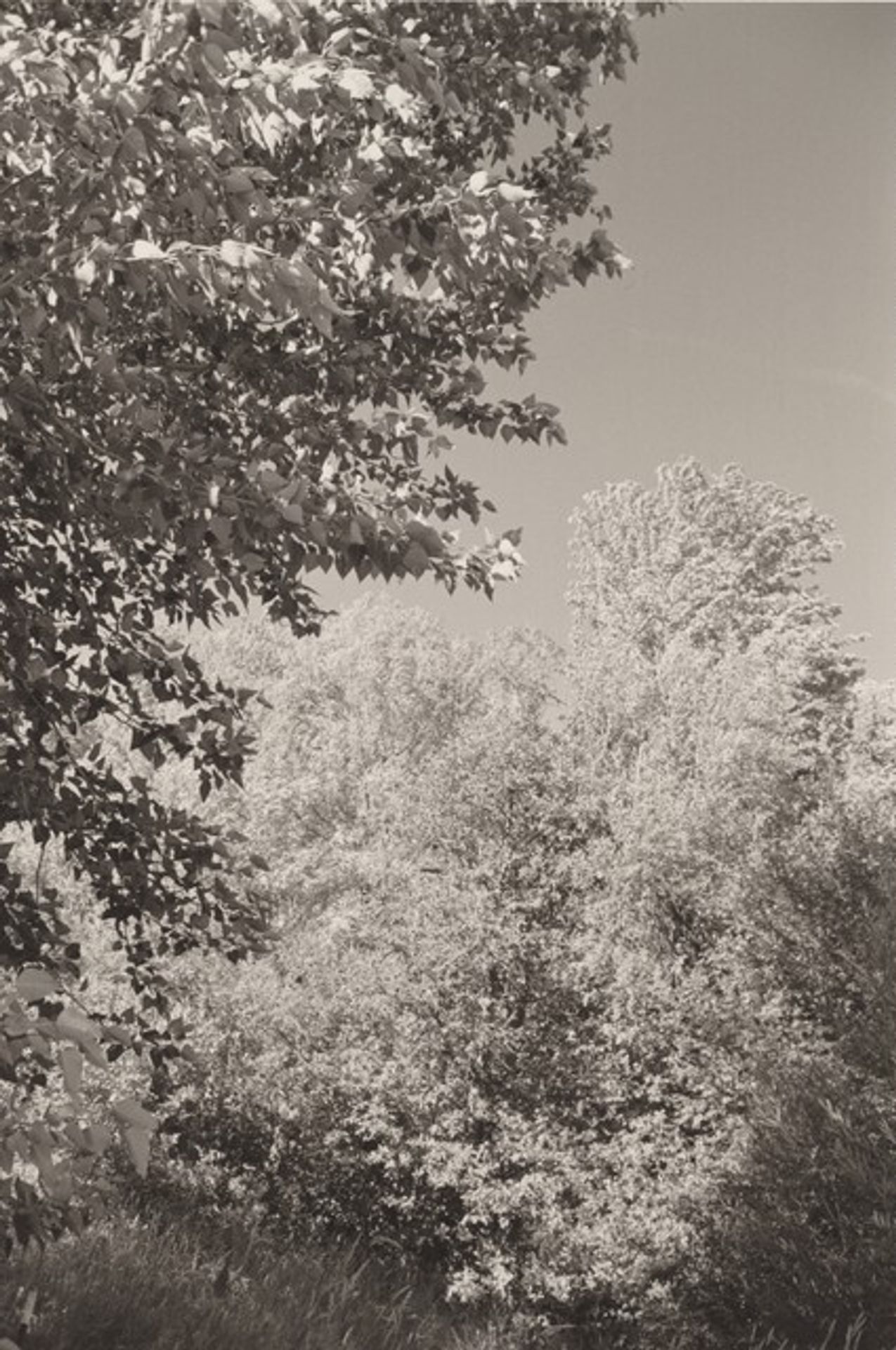 Pine Valley, Oregon by Robert Adams