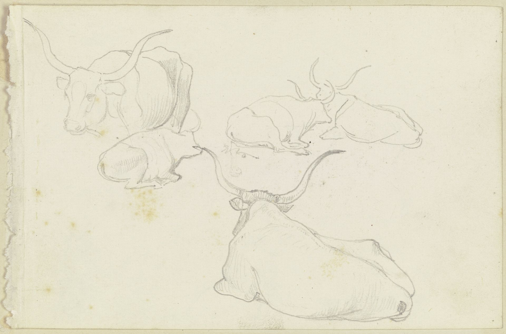 Resting cattle by August Lucas