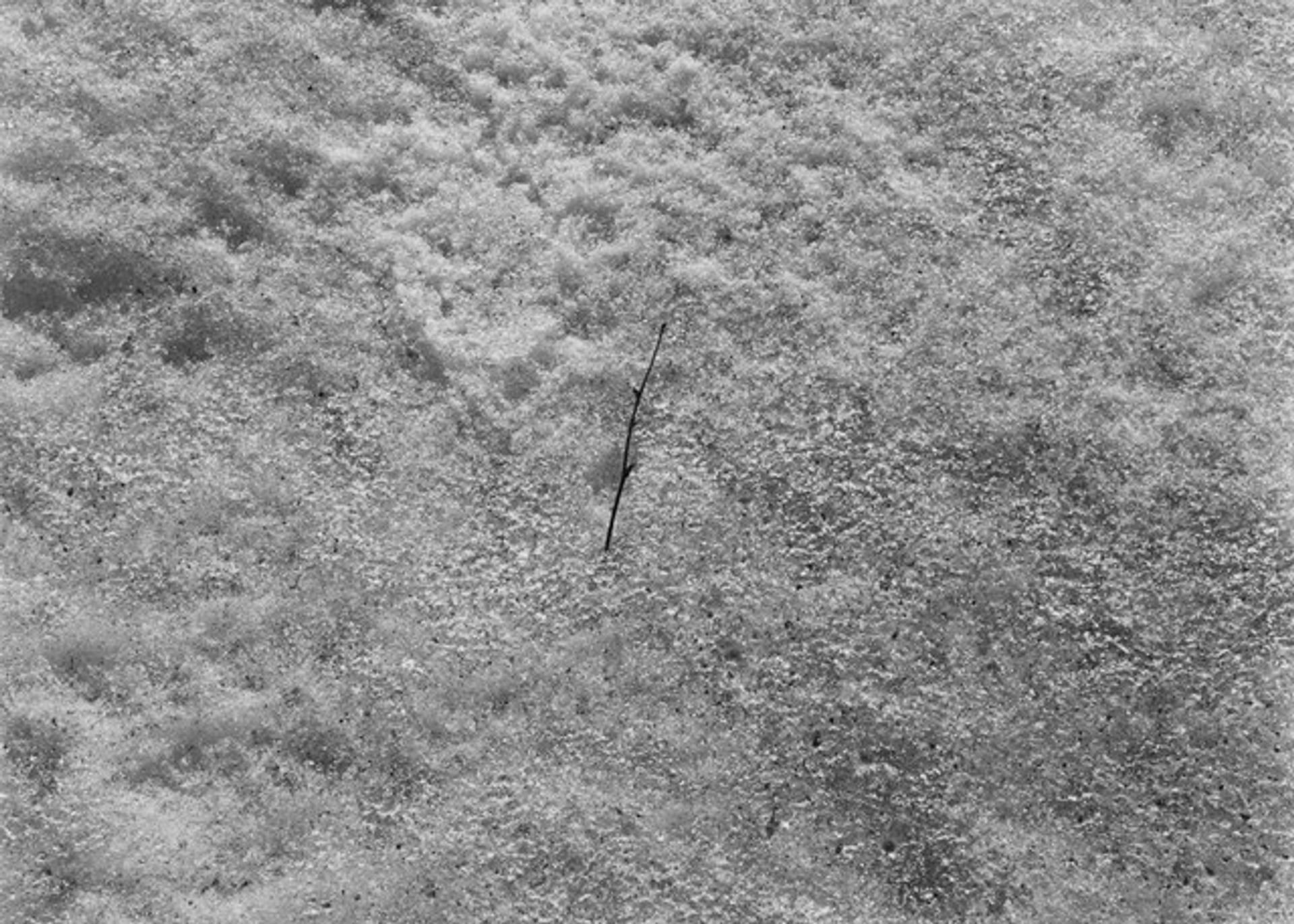 Twig in Snow by Harry Callahan