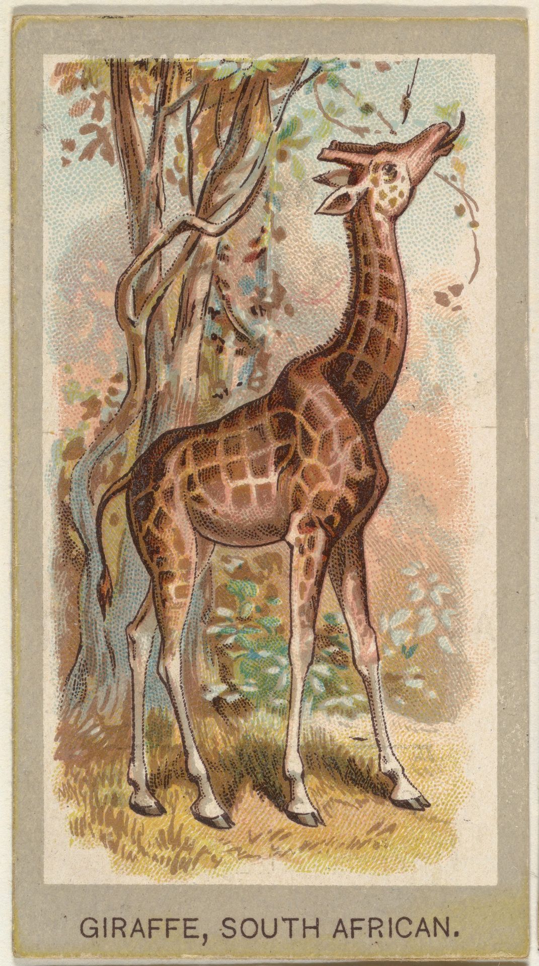 Giraffe, South African, from the Animals of the World series (T180), issued by Abdul Cigarettes by Abdul Cigarettes