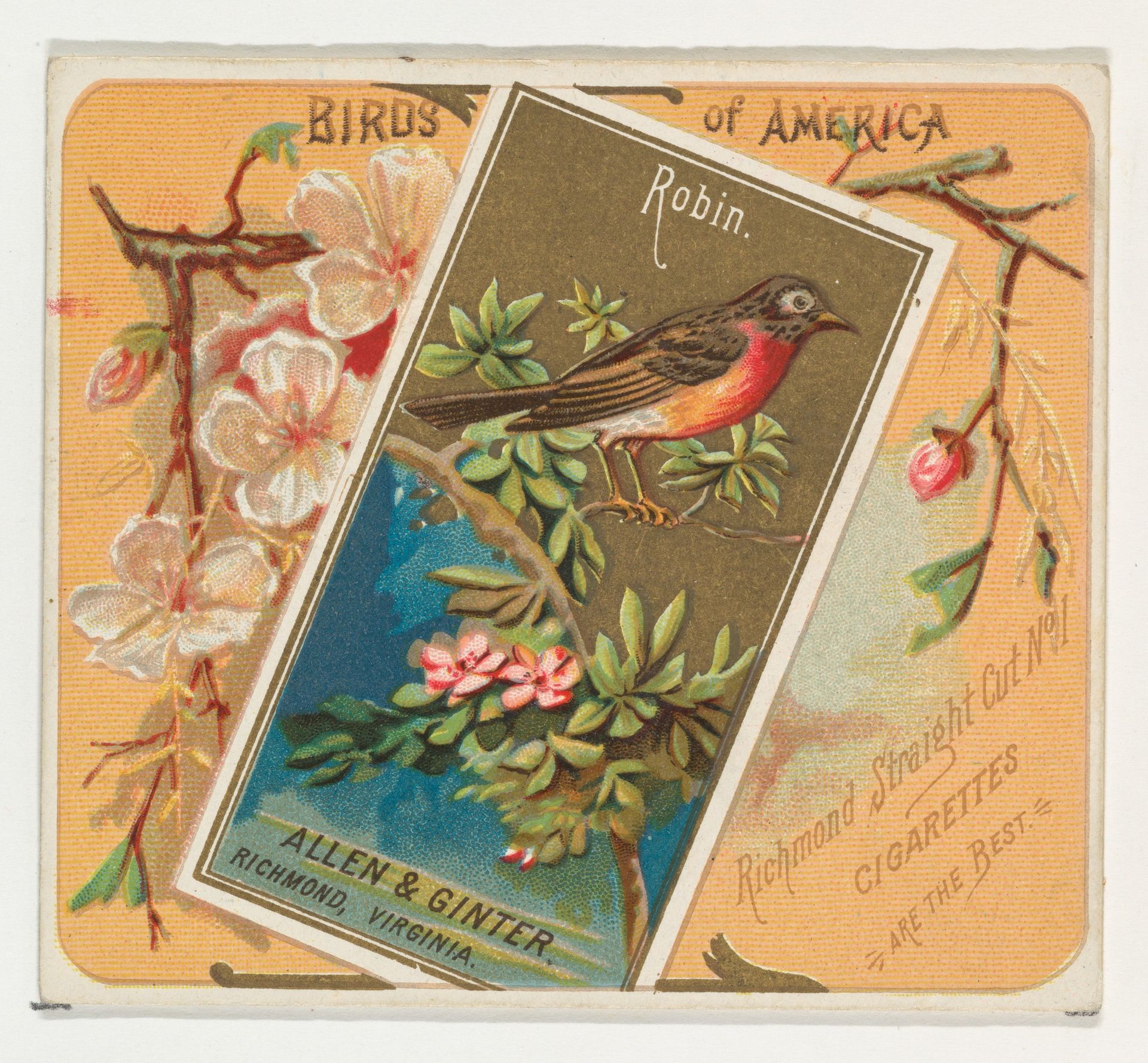 Robin, from the Birds of America series (N37) for Allen & Ginter Cigarettes by Allen & Ginter