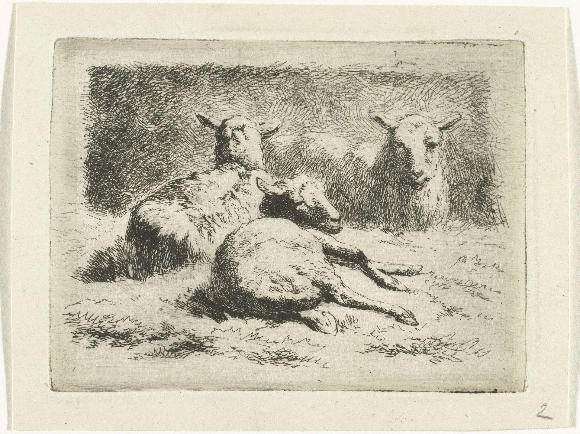 Drie liggende schapen by Simon van den Berg