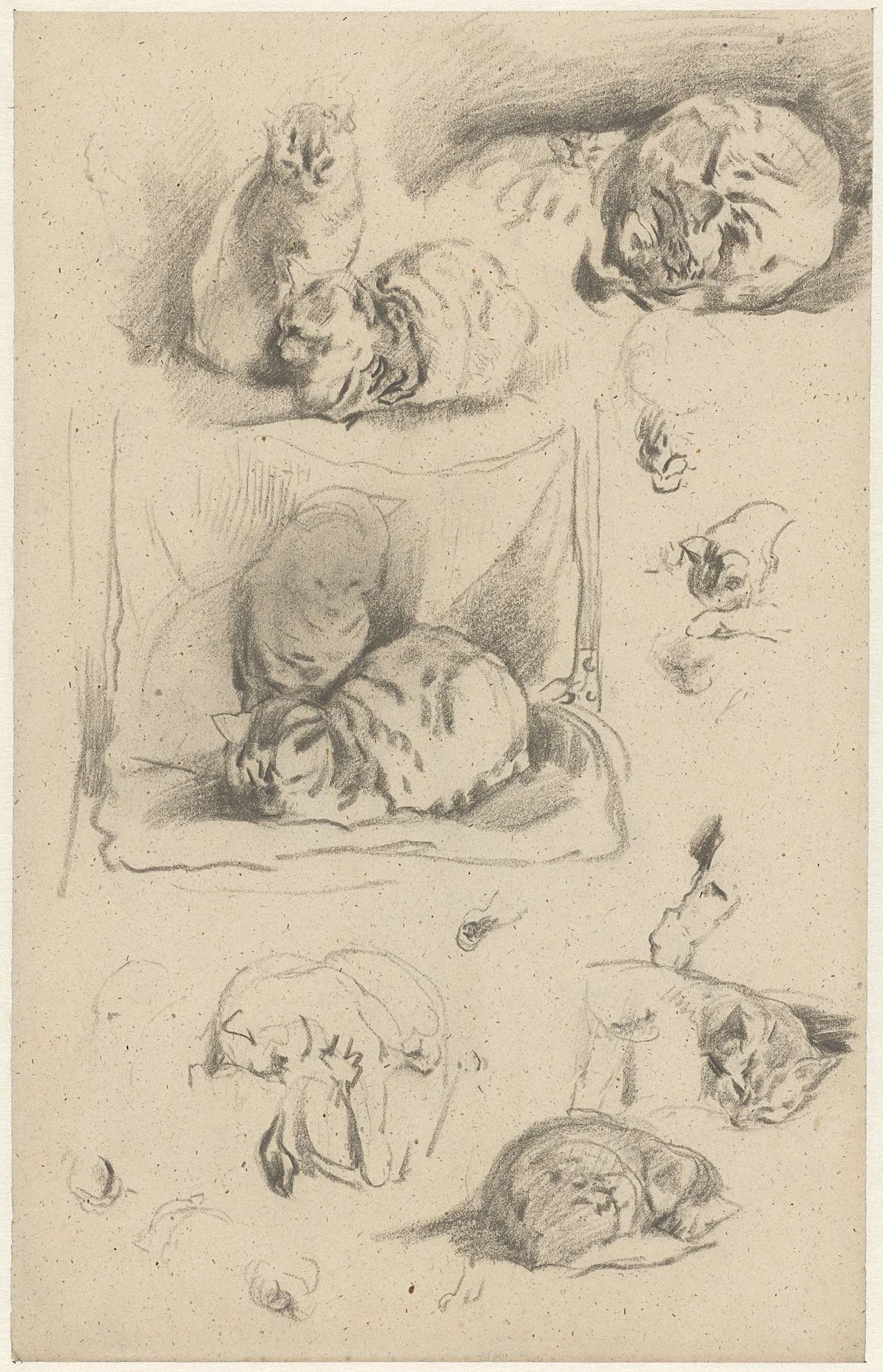 Studies van poezen by Guillaume Anne van der Brugghen