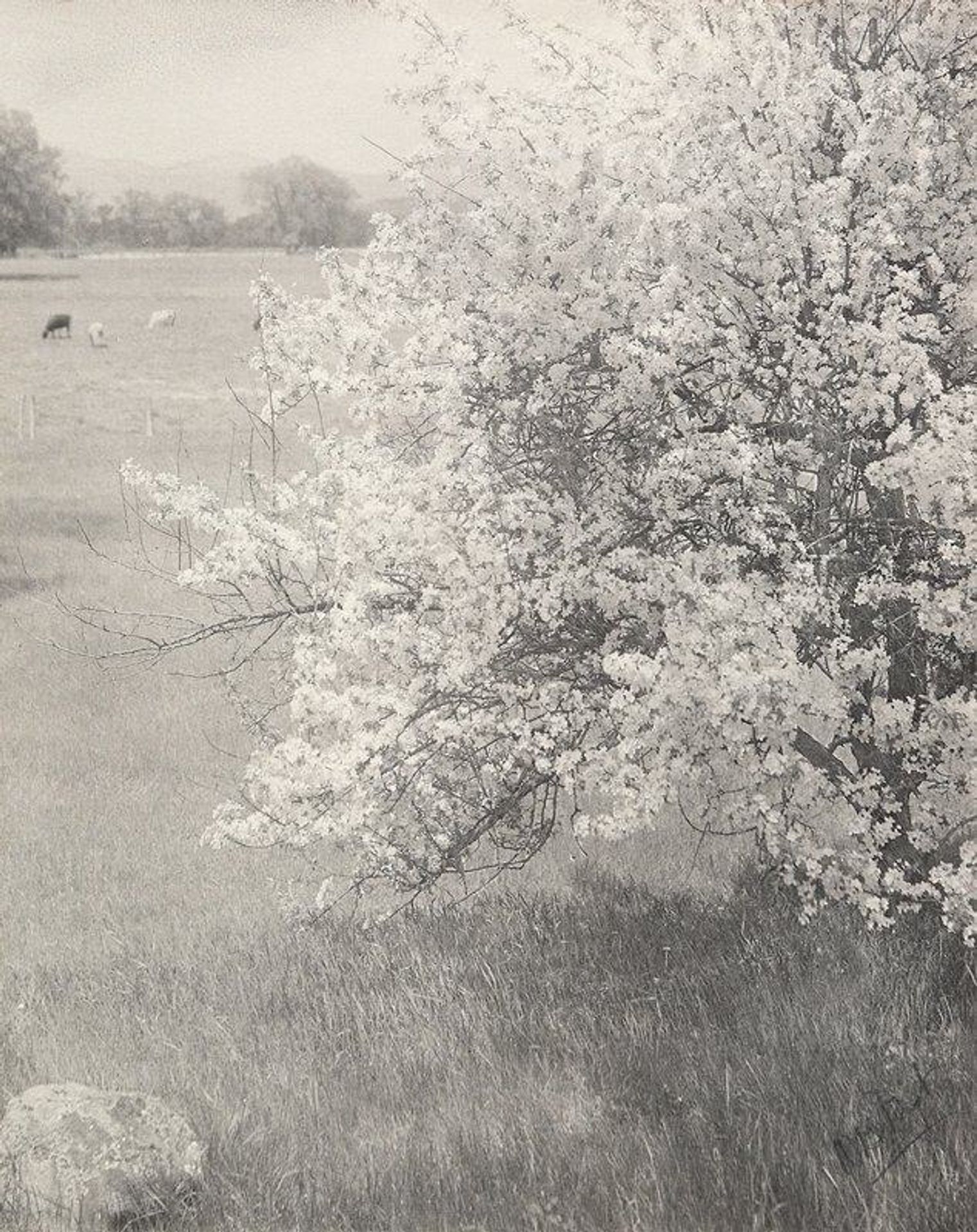 Untitled [Apple Blossoms with Cows in Distance] by William B. Post