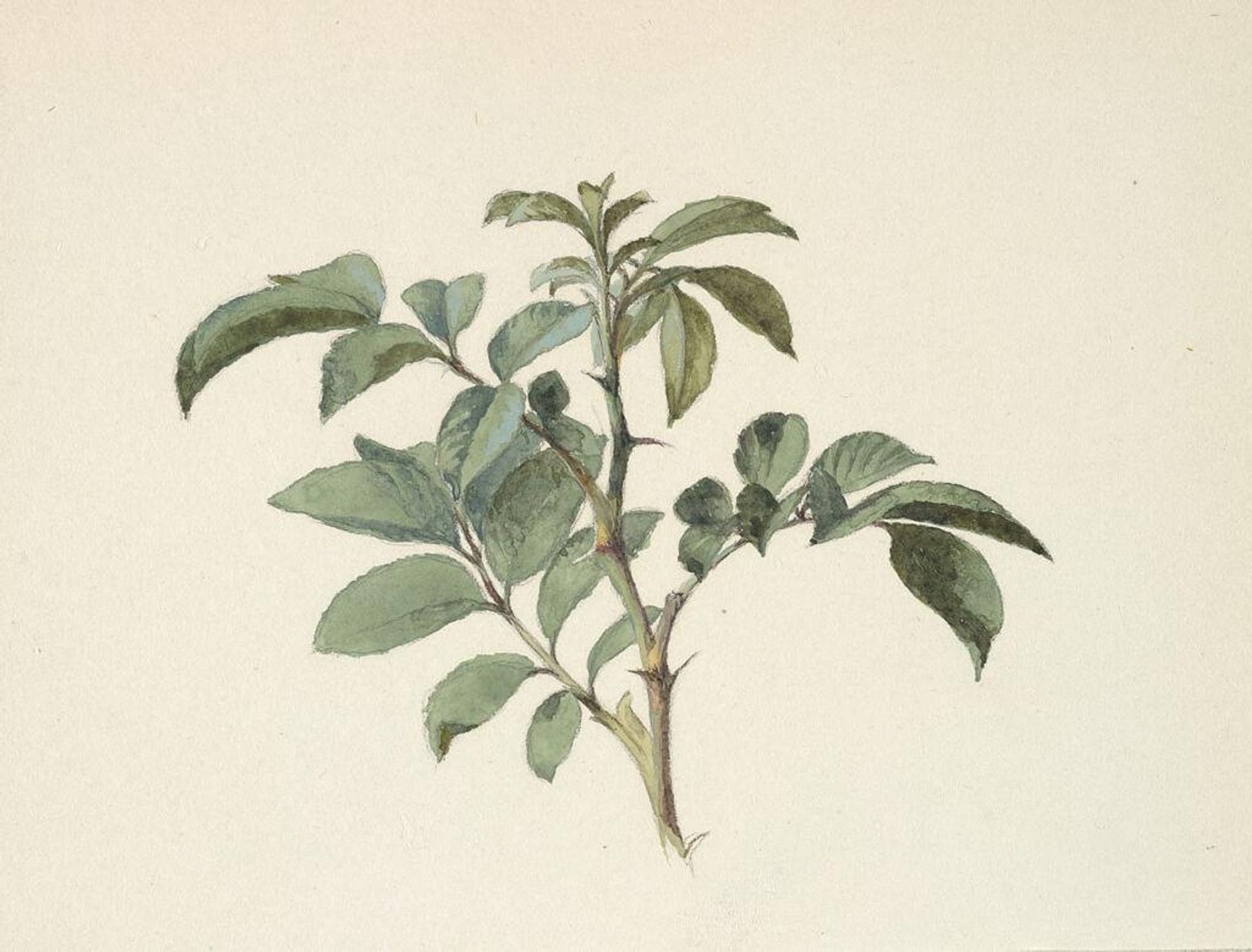 Rose Branch by Charles Herbert