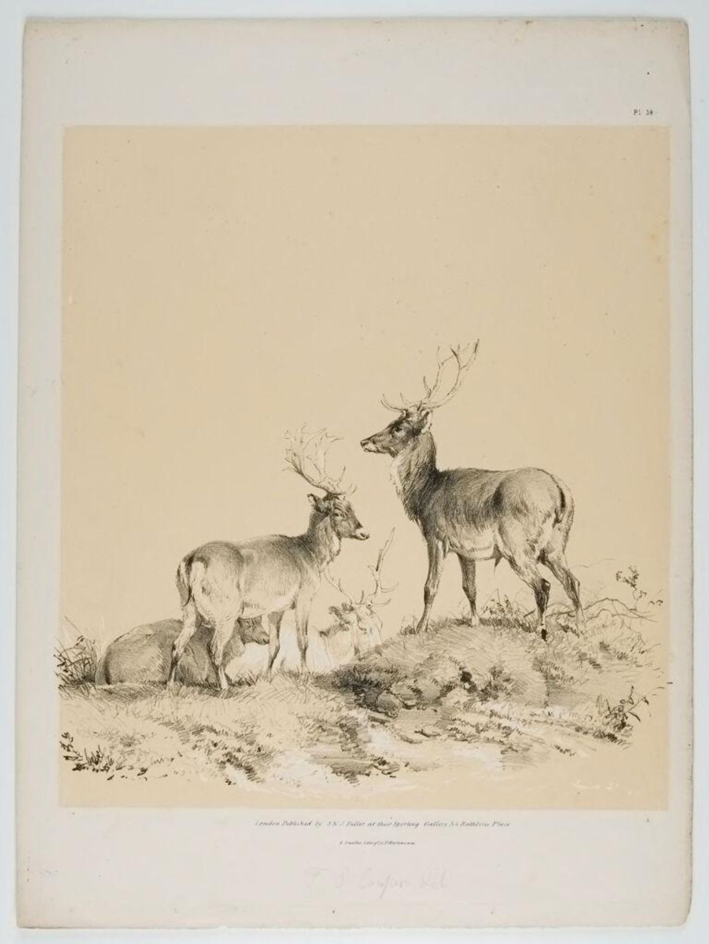 Deer by Thomas Sidney Cooper