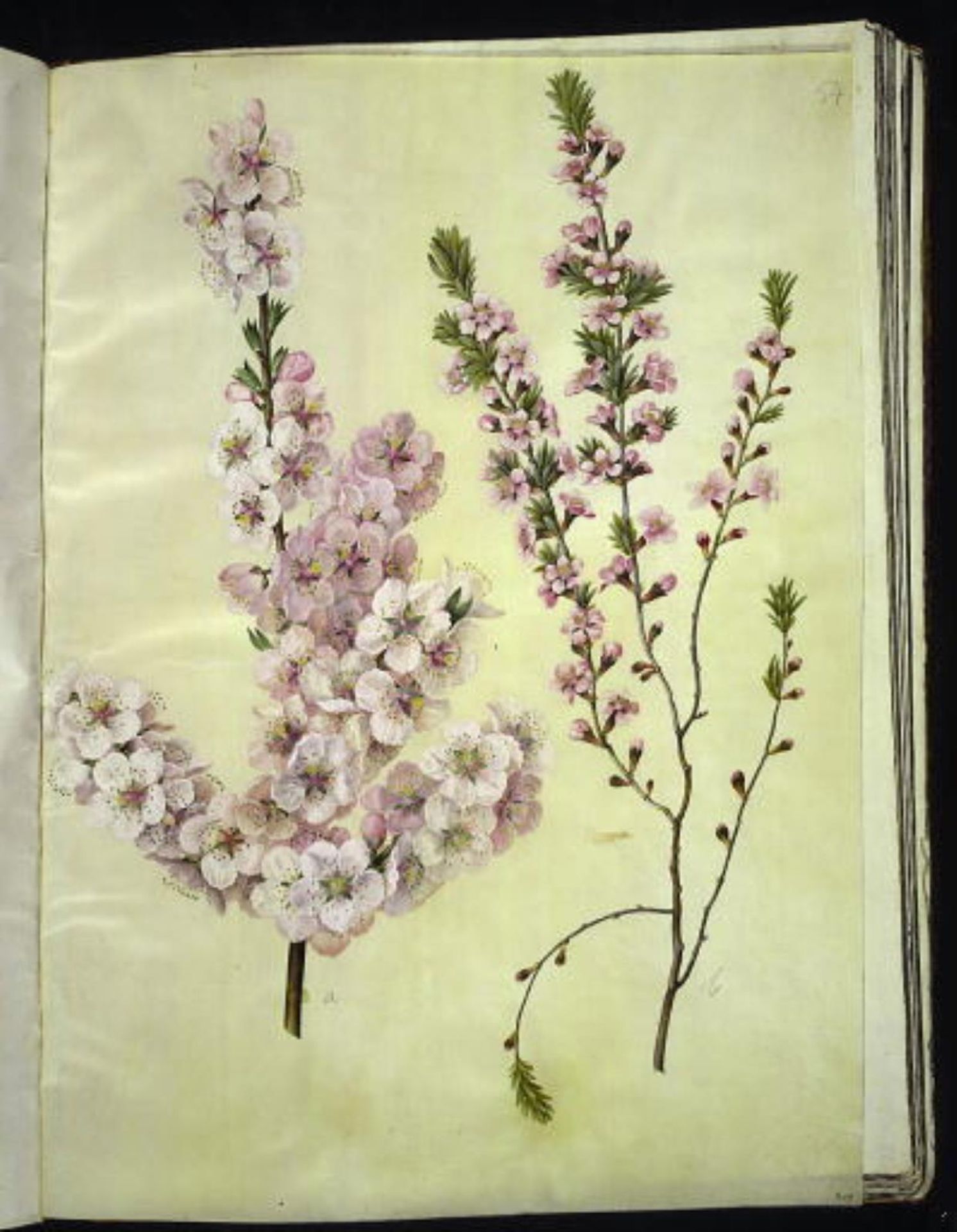 Prunus dulcis (mandel); Prunus tenella (dværg-mandel) by Hans Simon Holtzbecker