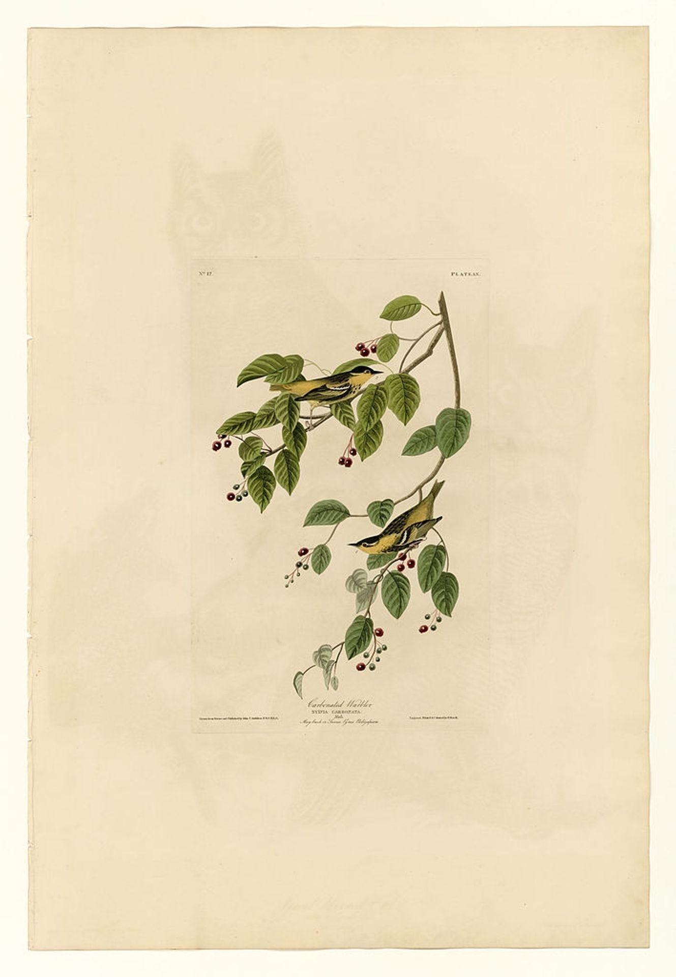 Plate 60. Carbonated Warbler by John James Audubon