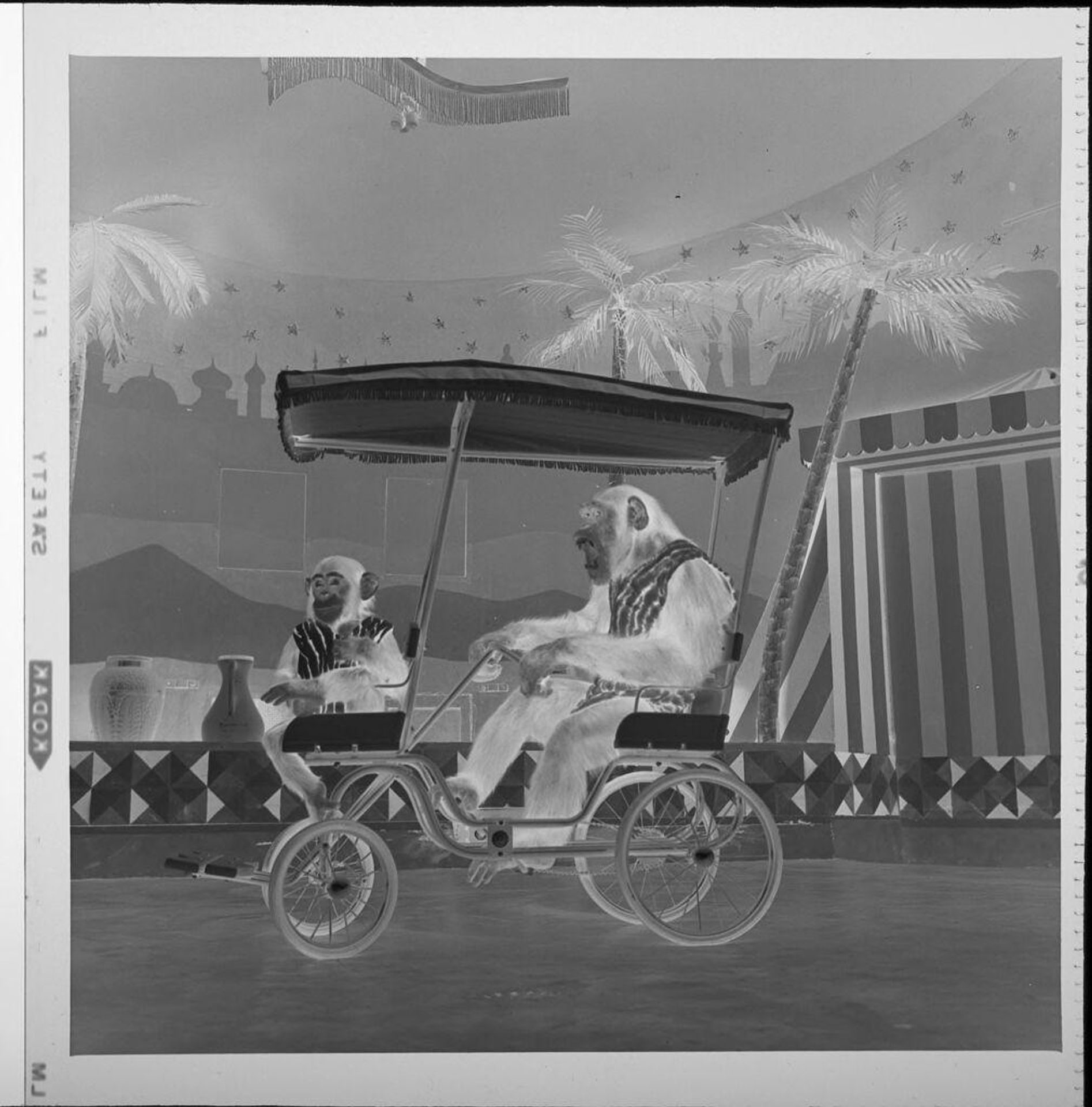 Untitled (chimp and monkey performing tricks on cart) by Jack Gould