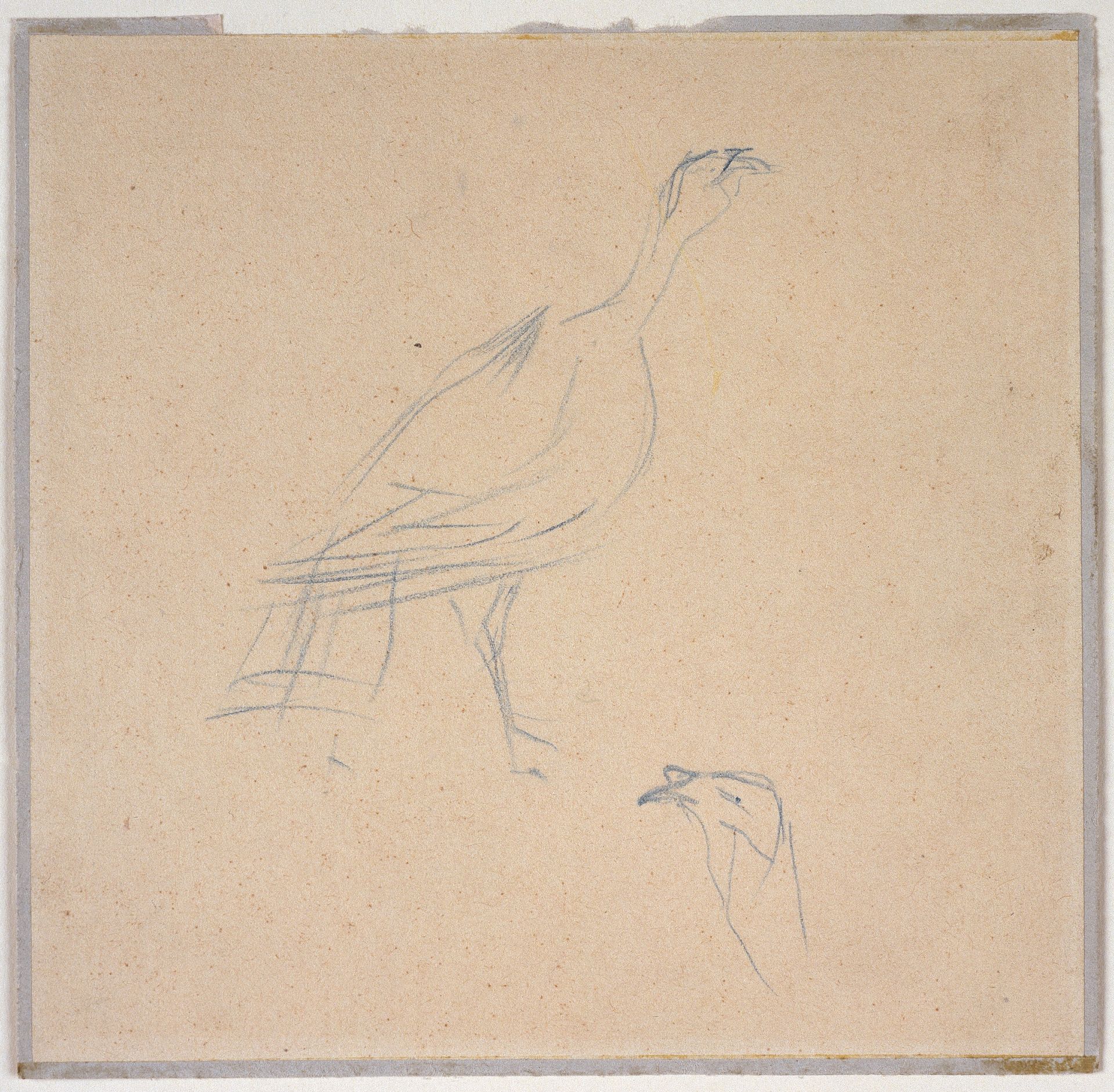 Un dindon et une tête de dindon by Henri de Toulouse-Lautrec