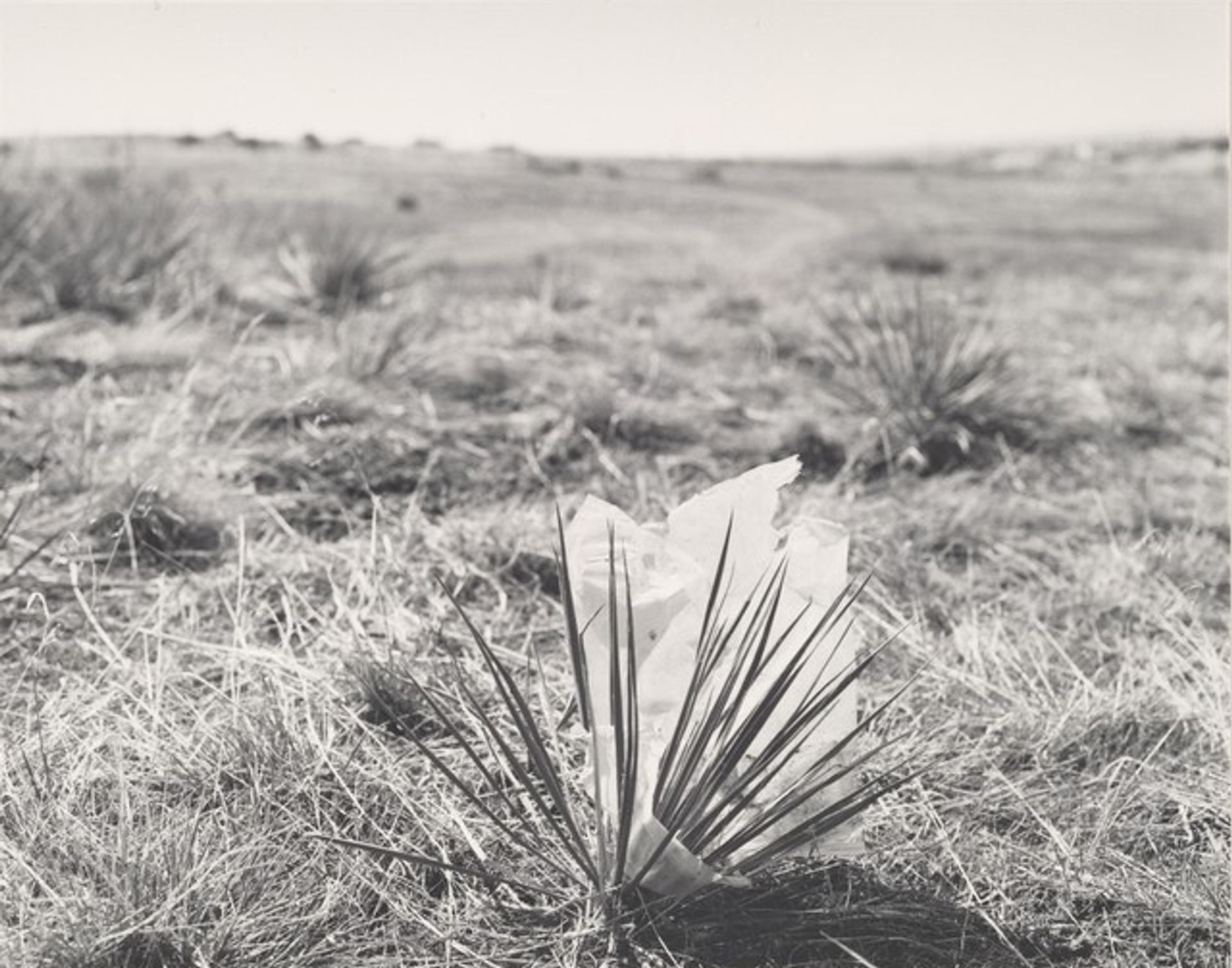 Untitled by Robert Adams