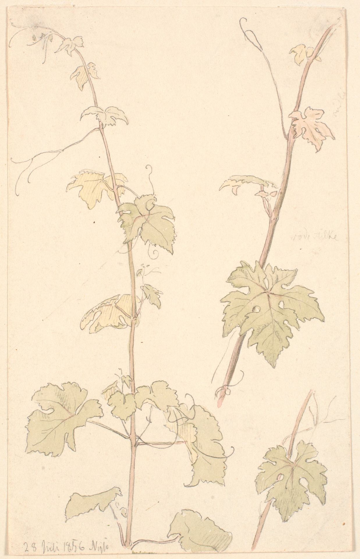 Vinranker. Nysø by P.C. Skovgaard