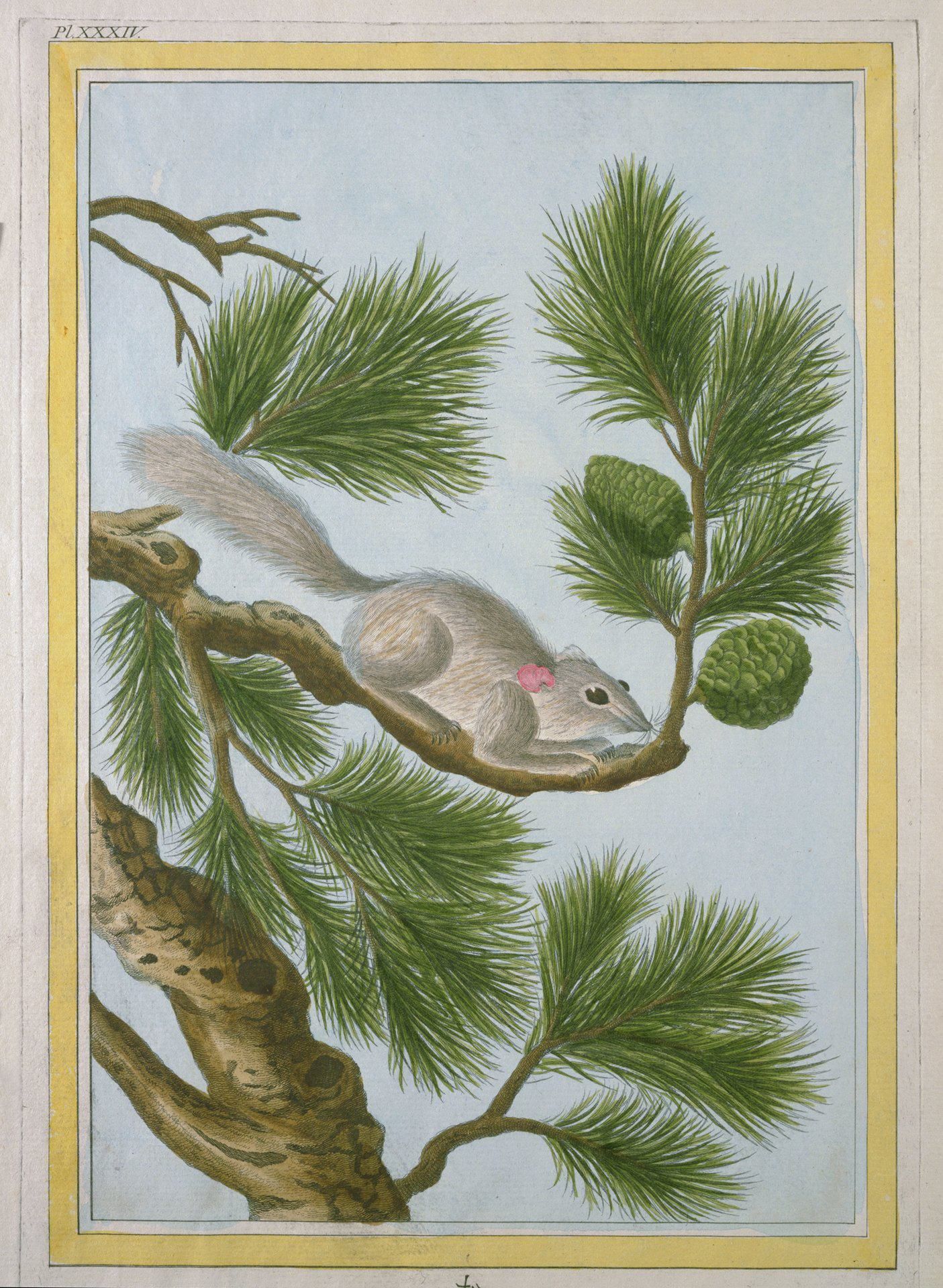 Le Pin de la Chine by Pierre Joseph Buc'Hoz