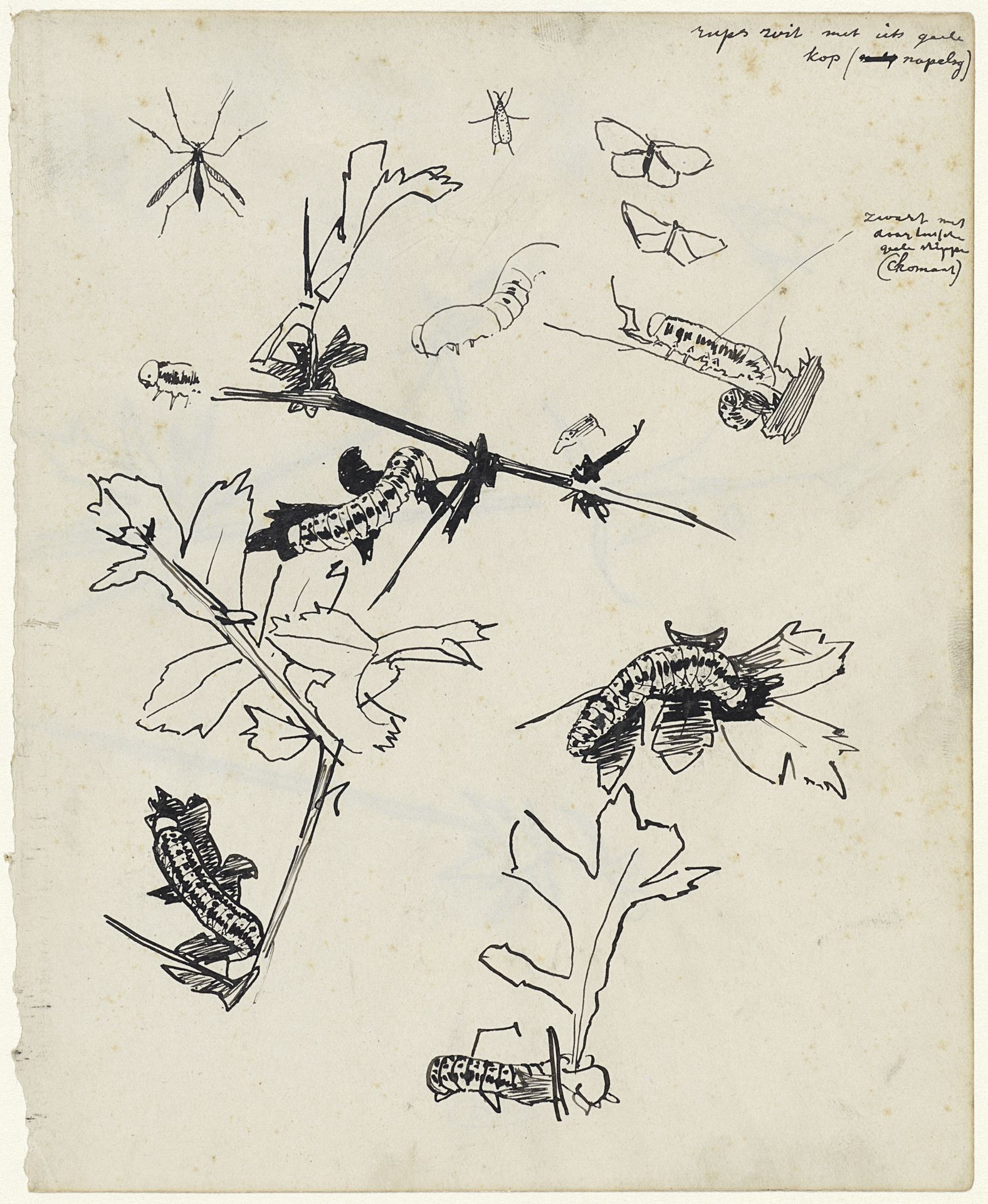 Studieblad met rupsen en andere insecten by Theo Nieuwenhuis