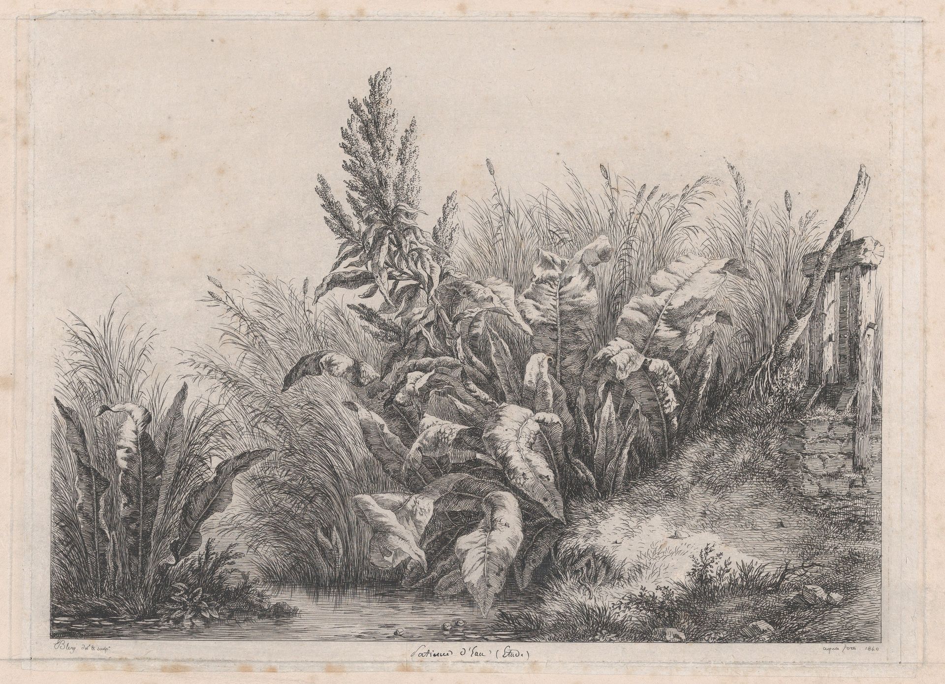 Great Water Dock Plant by Eugène Stanislas Alexandre Bléry