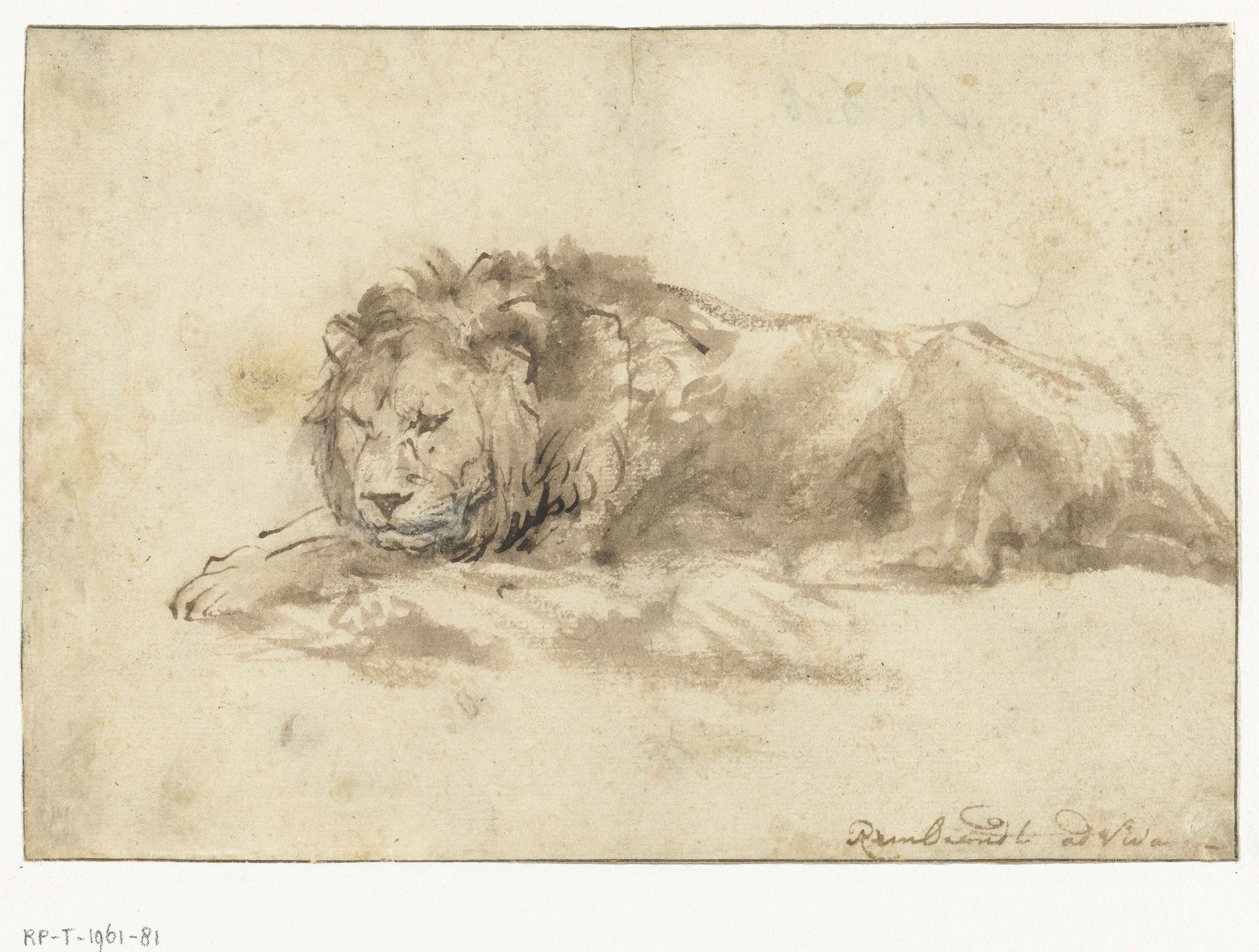 Reclining Lion by Rembrandt van Rijn
