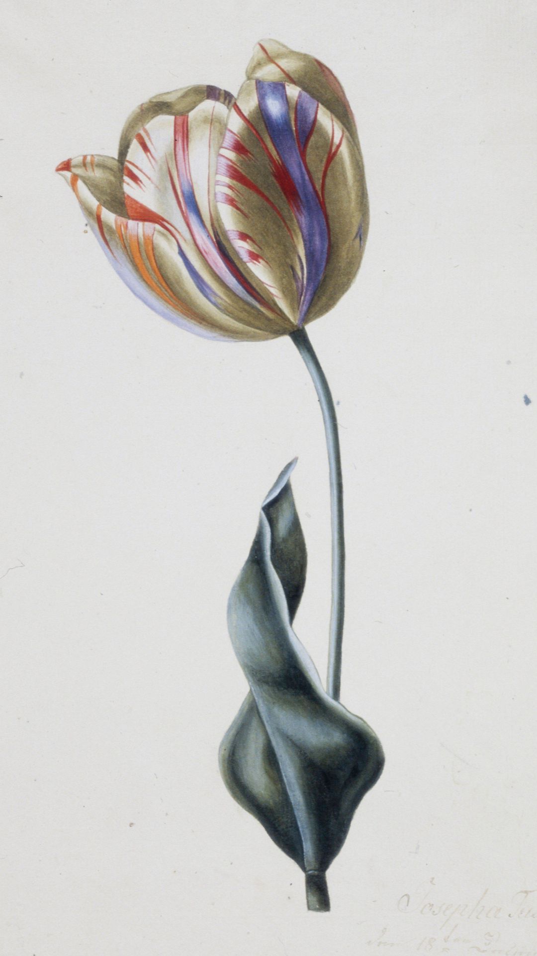 Tulipa gesneriana (Didier's Tulip) by Josepha Tusch
