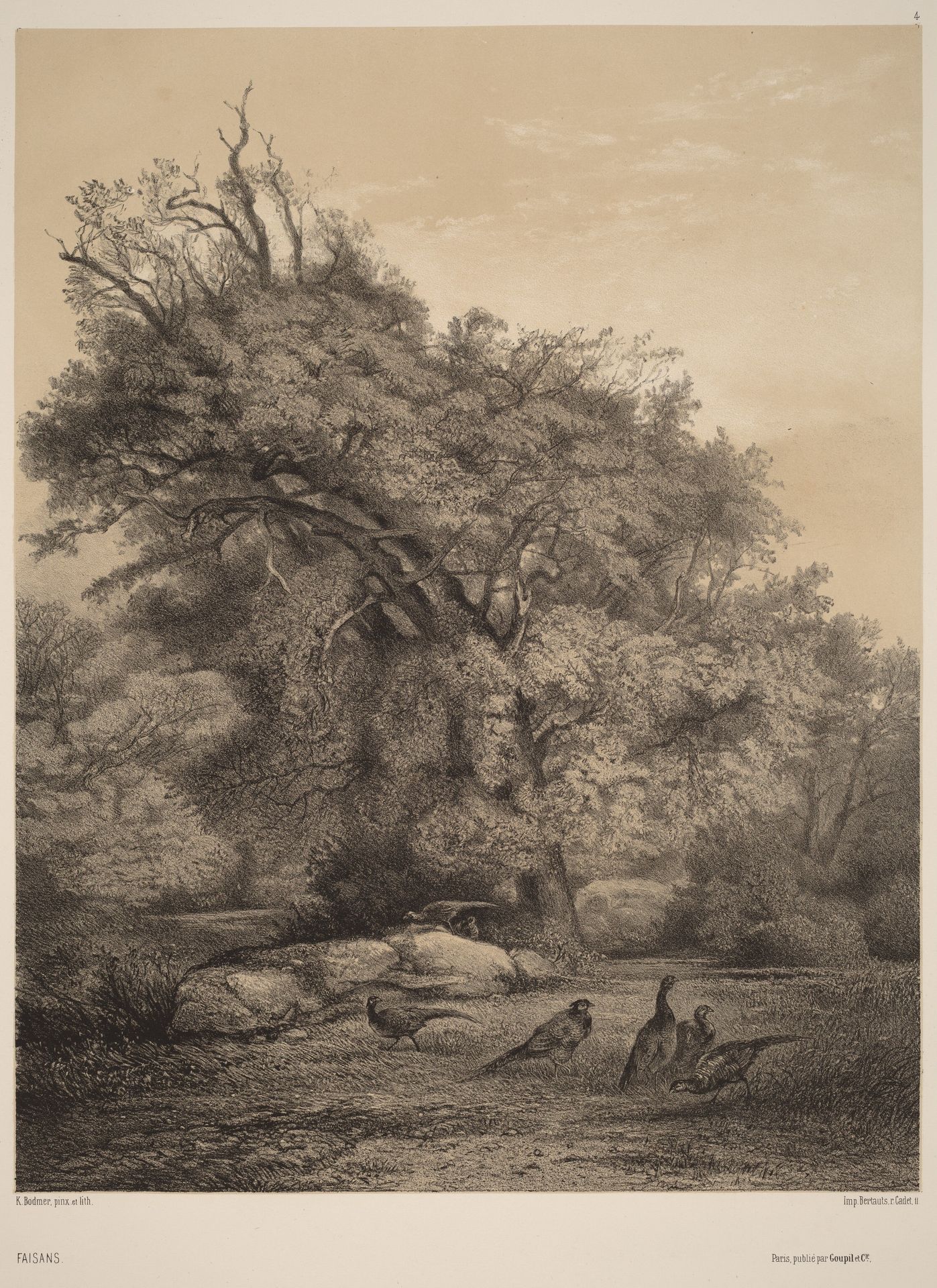 Faisans by Karl Bodmer