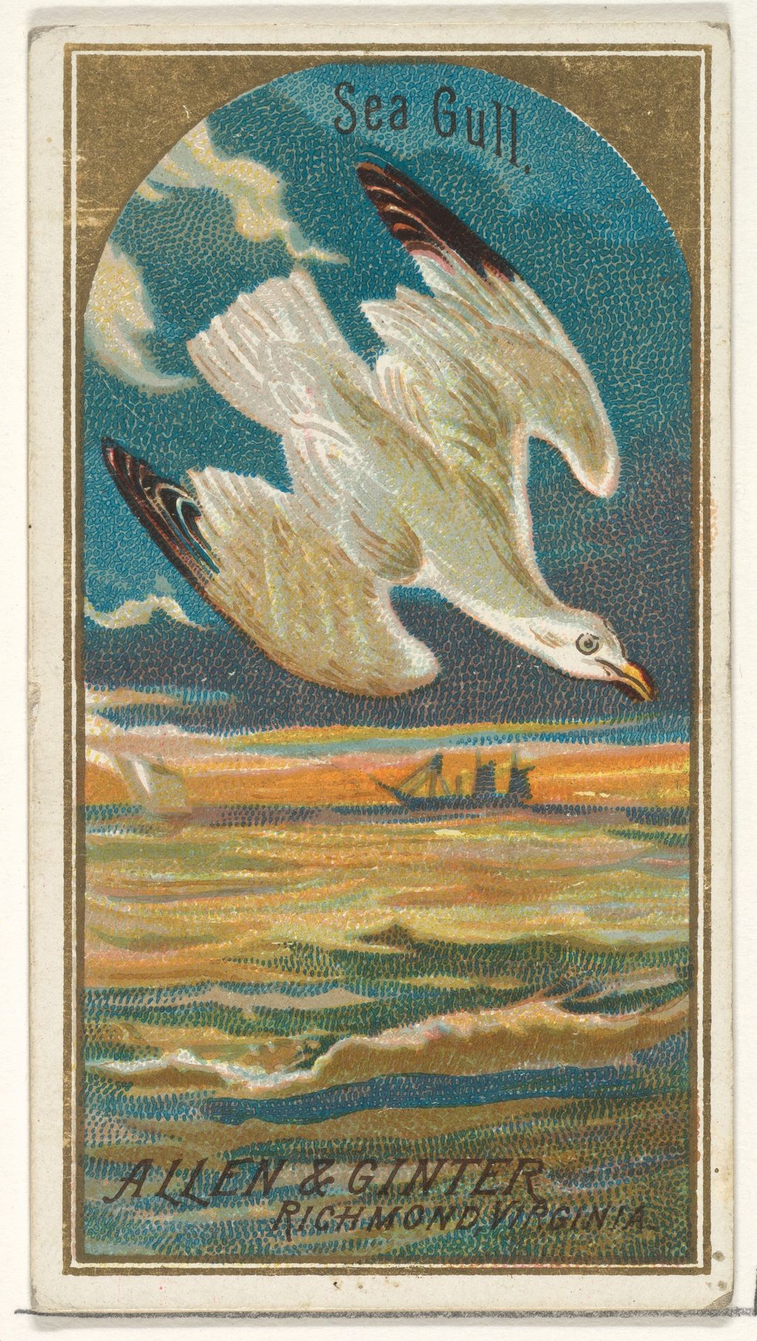 Seagull, from the Birds of America series (N4) for Allen & Ginter Cigarettes Brands by Allen & Ginter